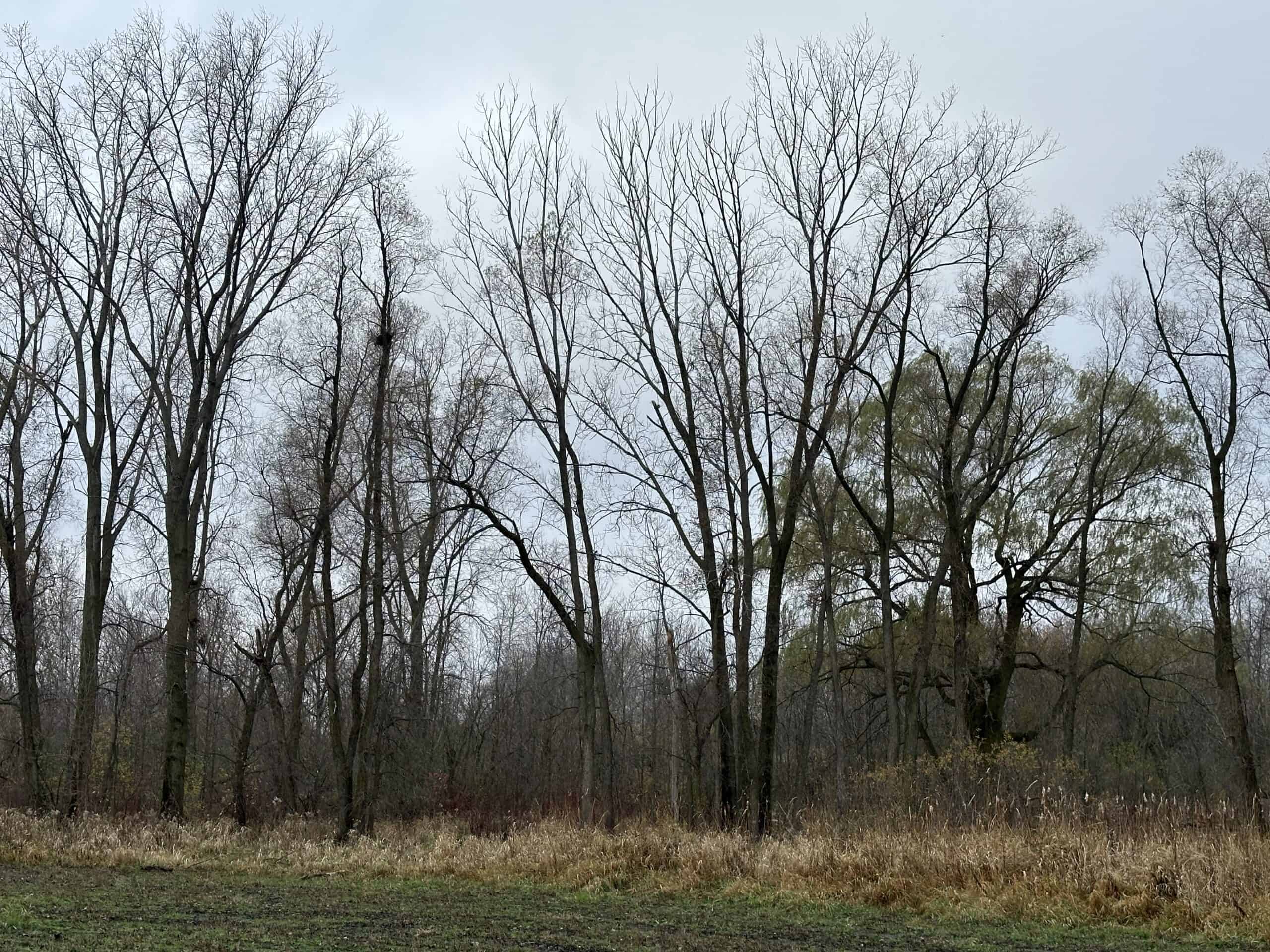 Tillable land, Hunting Land, And Buildable Ripon WI
