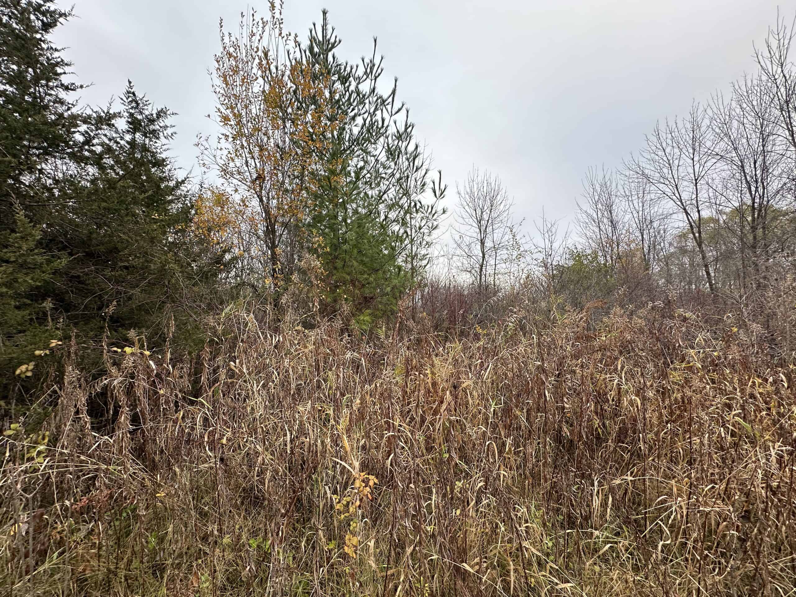 Tillable land, Hunting Land, And Buildable Ripon WI