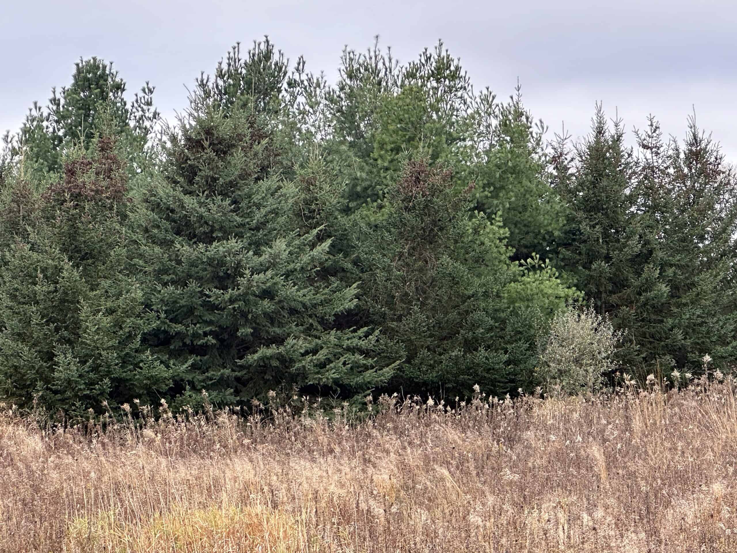 Tillable land, Hunting Land, And Buildable Ripon WI