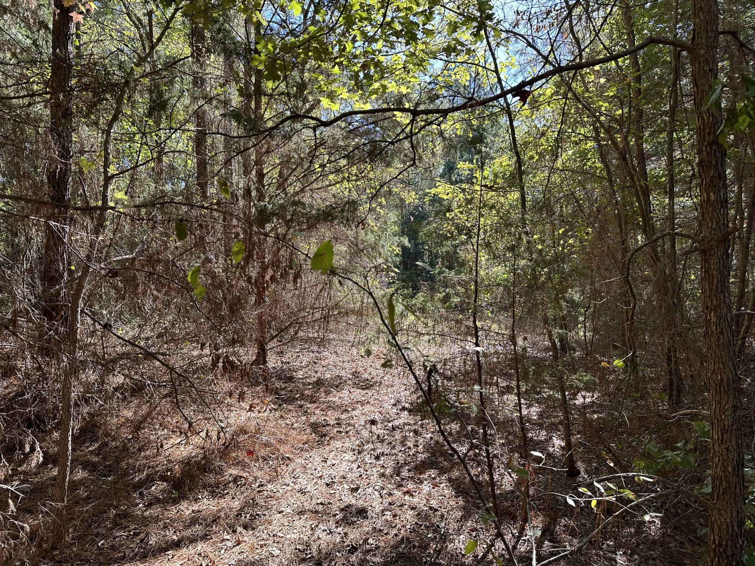 East Texas Recreational/Hunting/Timber Land For Sale