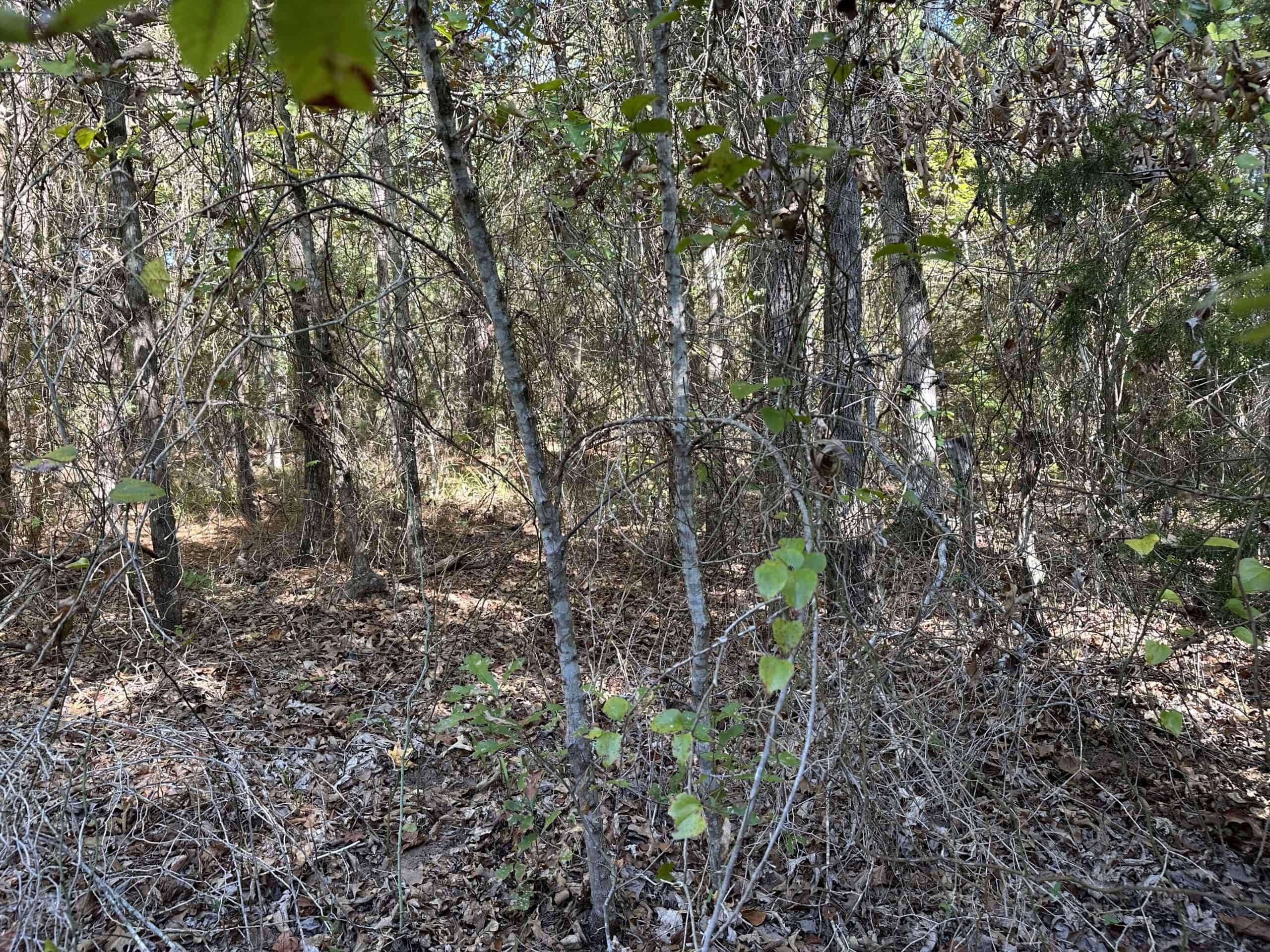 East Texas Recreational/Hunting/Timber Land For Sale