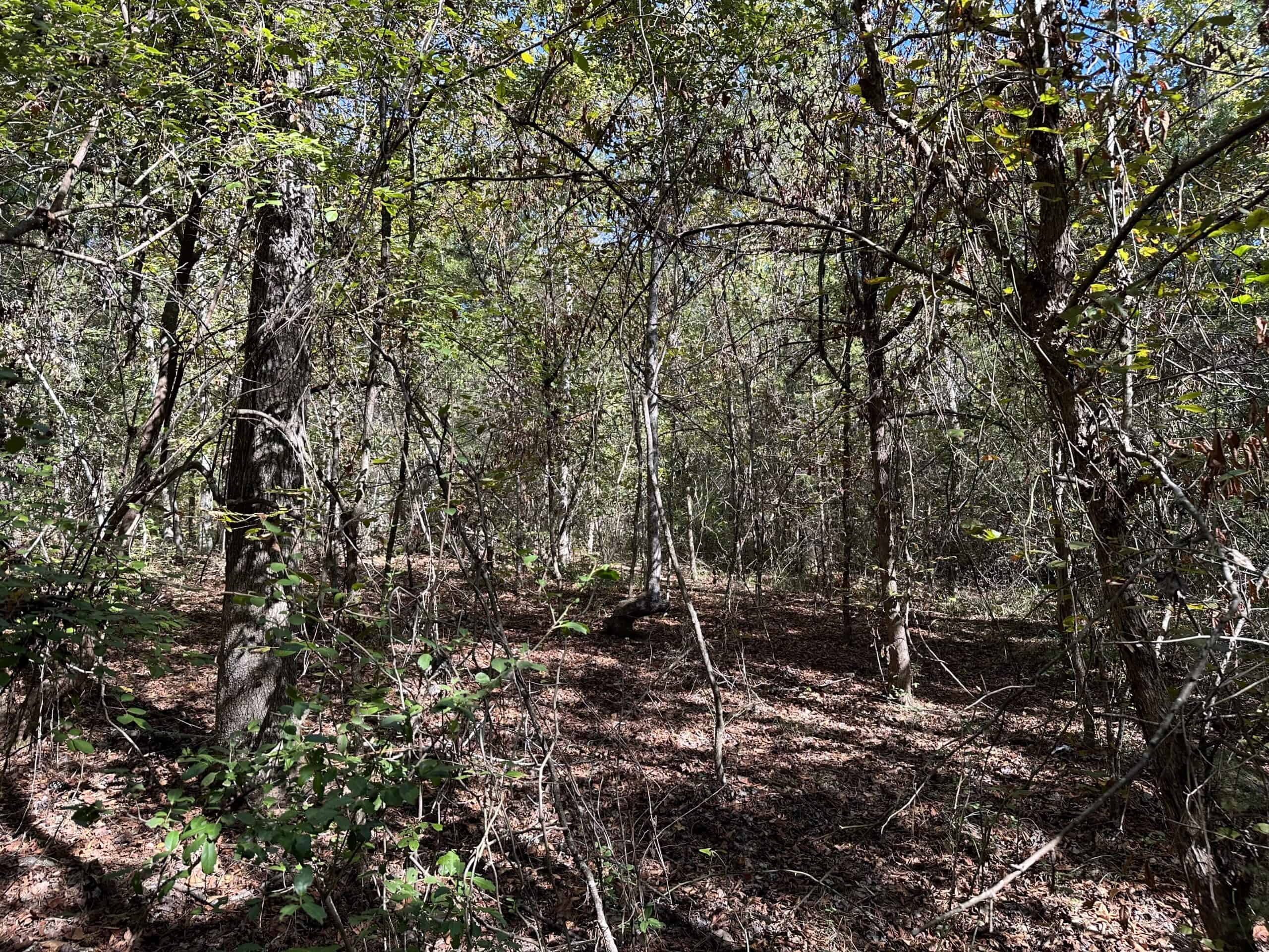 East Texas Recreational/Hunting/Timber Land For Sale