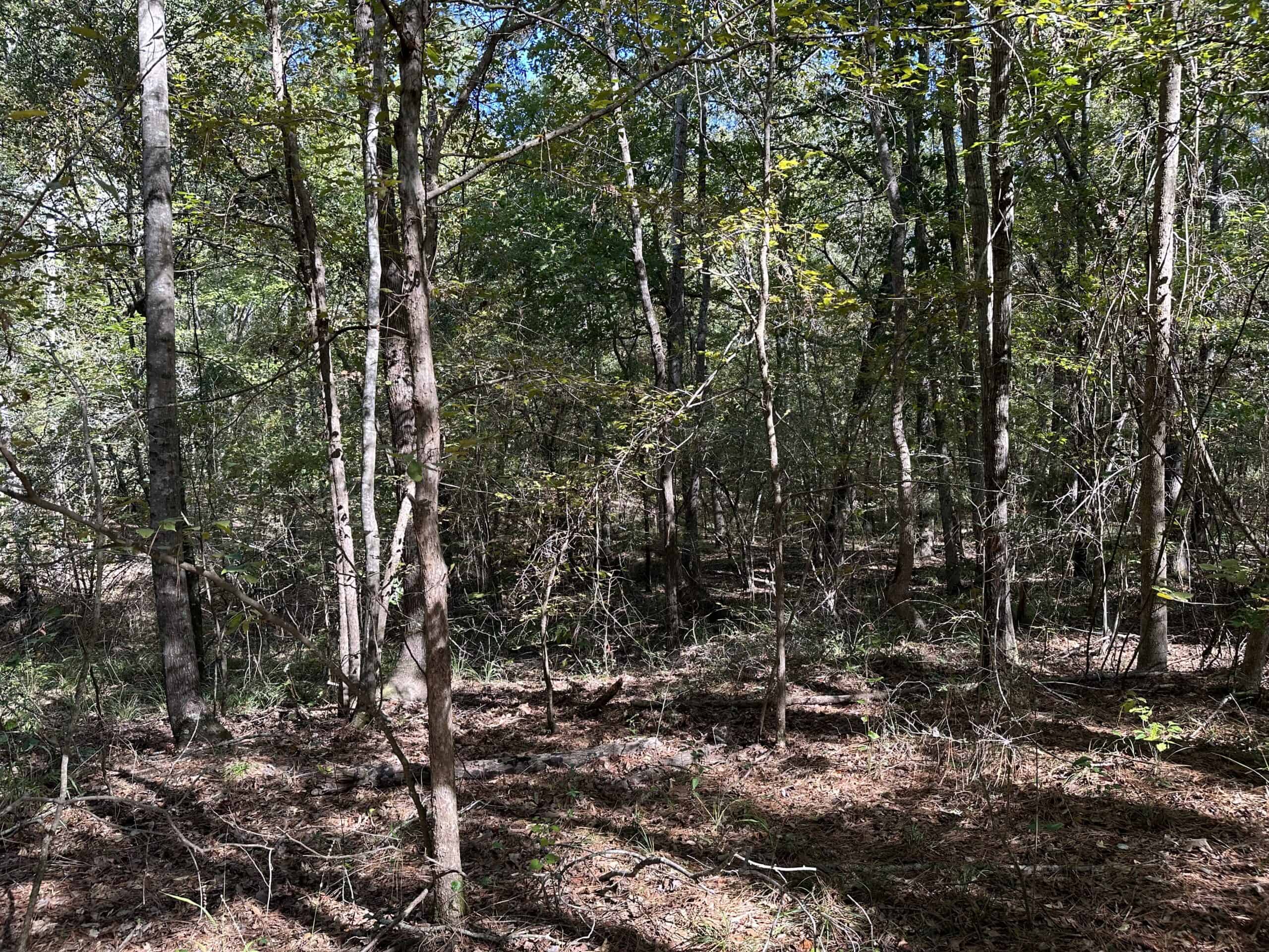 East Texas Recreational/Hunting/Timber Land For Sale
