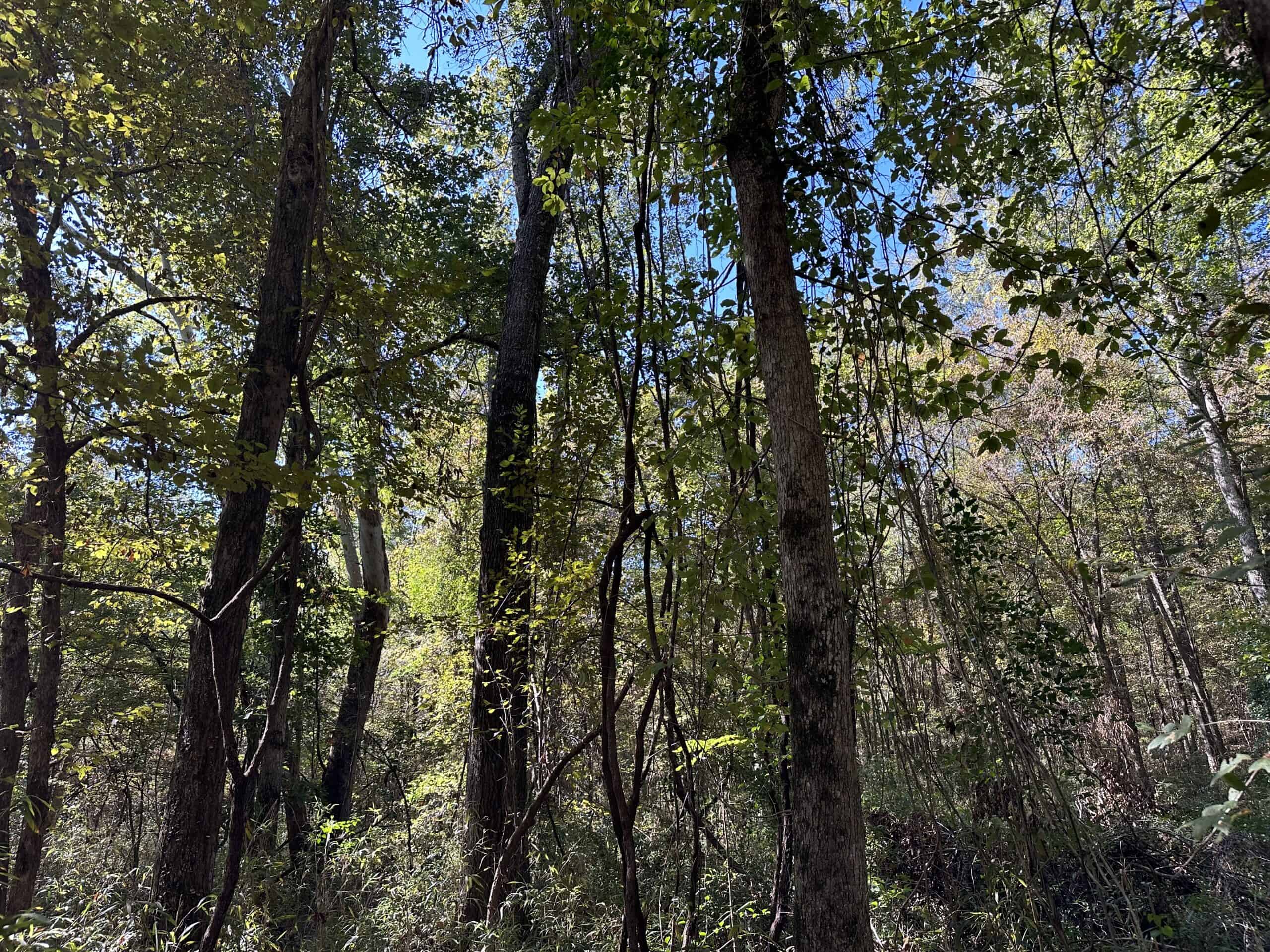 East Texas Recreational/Hunting/Timber Land For Sale
