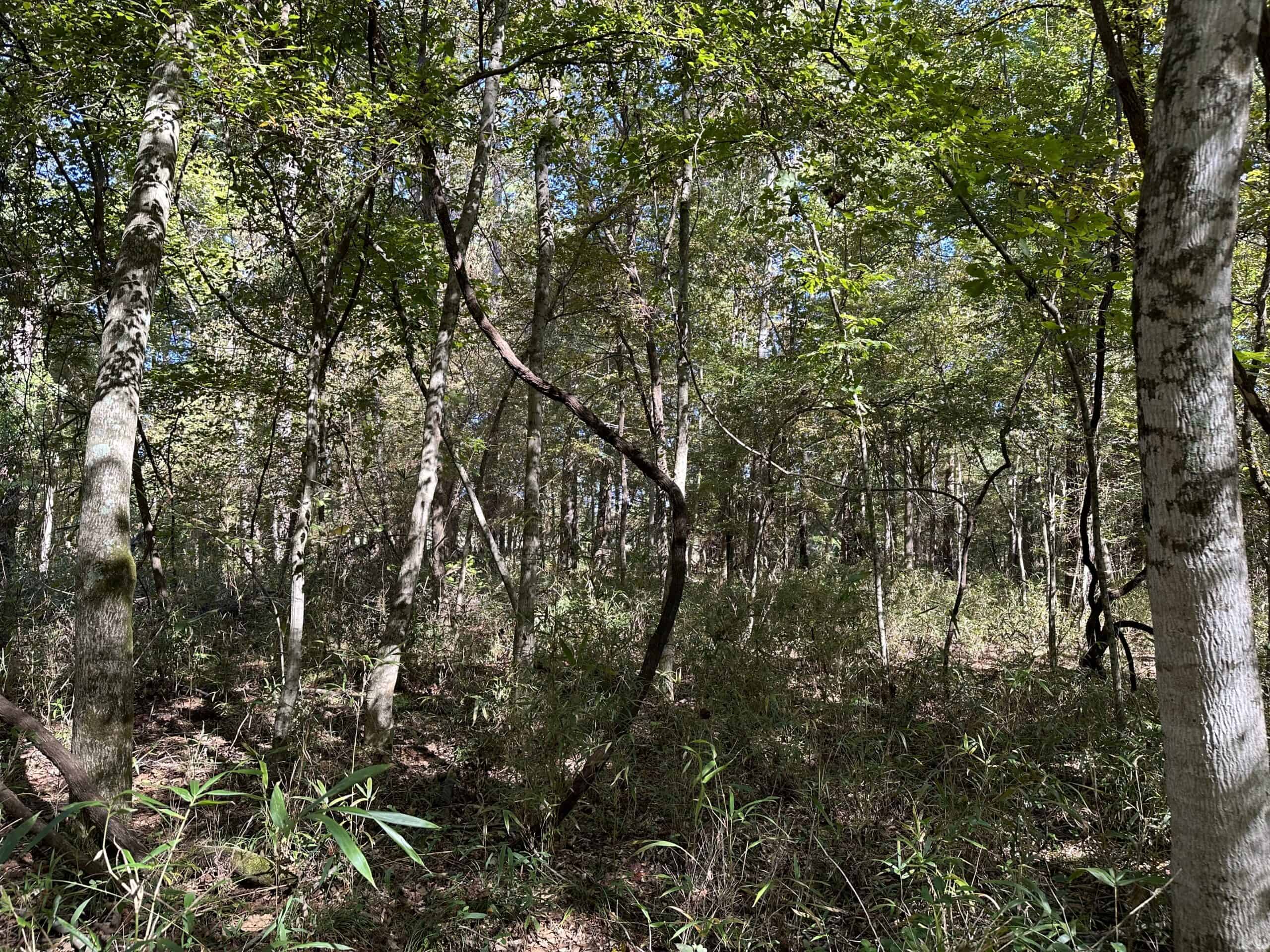East Texas Recreational/Hunting/Timber Land For Sale