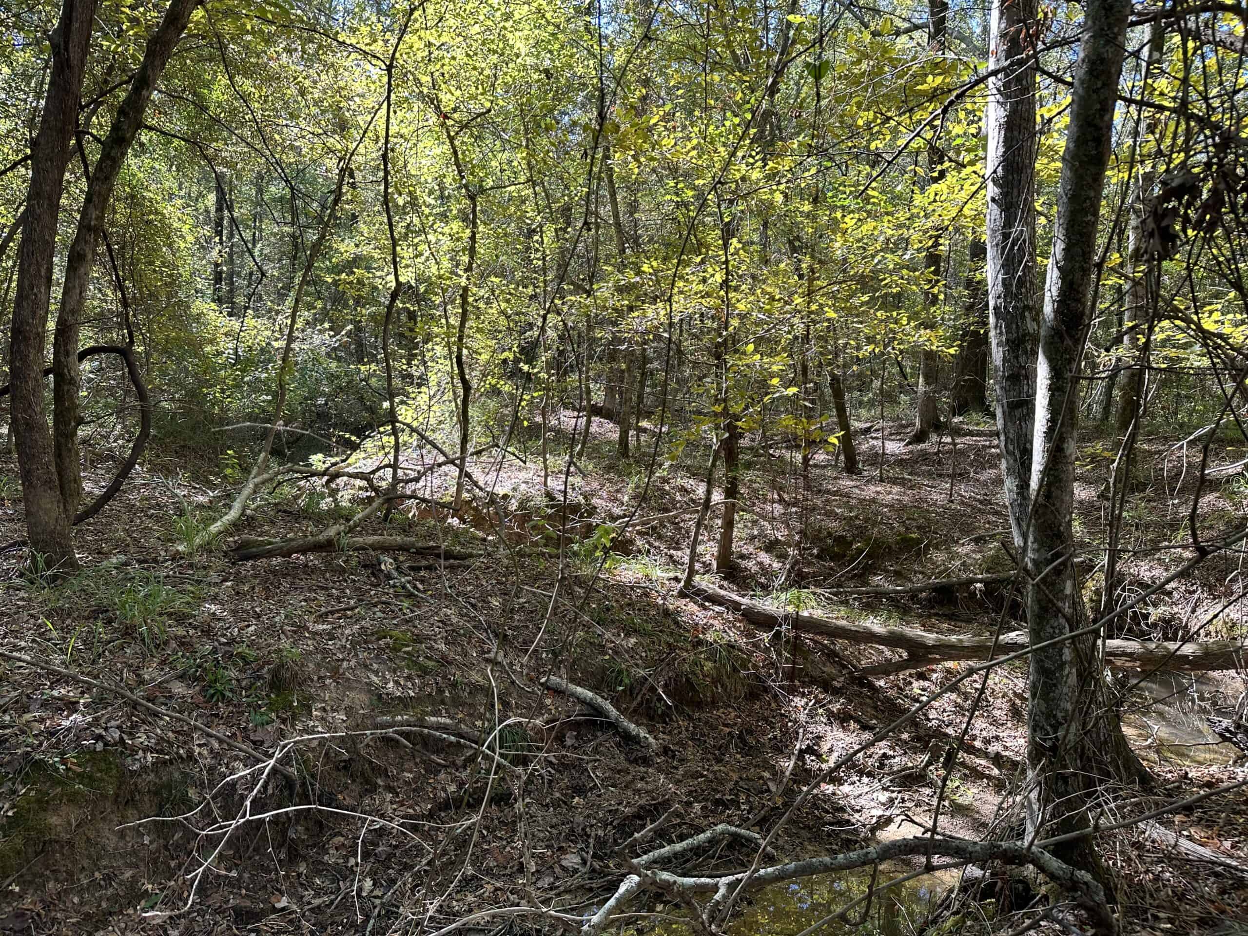 East Texas Recreational/Hunting/Timber Land For Sale