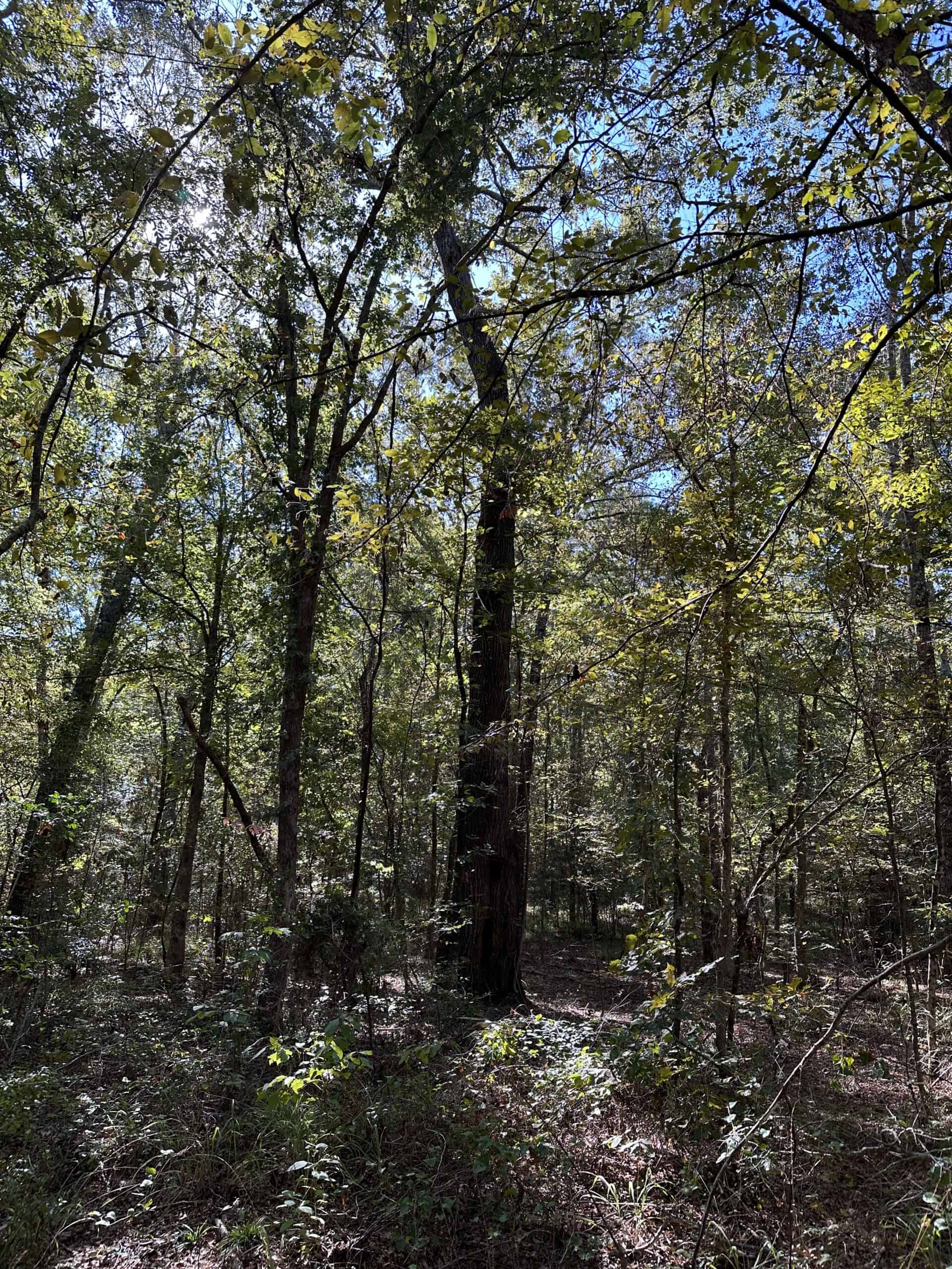 East Texas Recreational/Hunting/Timber Land For Sale