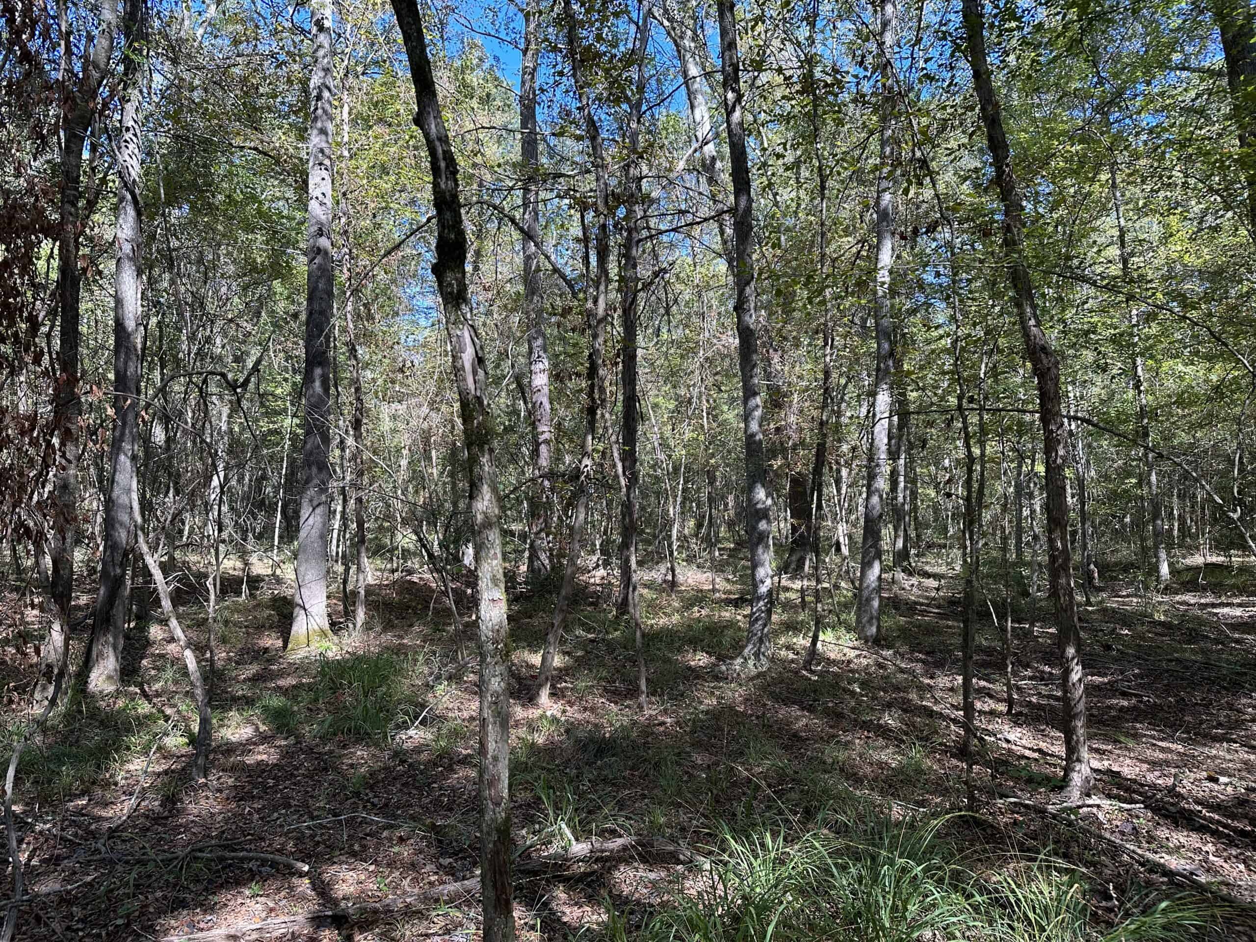 East Texas Recreational/Hunting/Timber Land For Sale