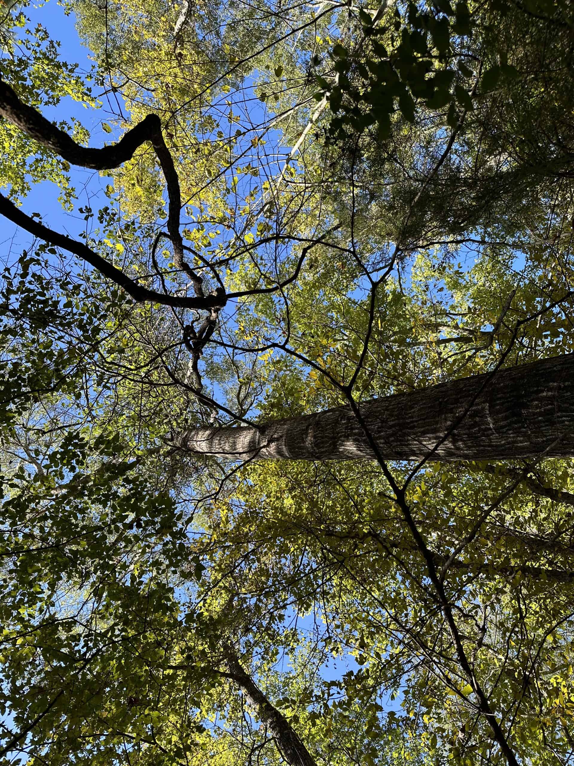 East Texas Recreational/Hunting/Timber Land For Sale