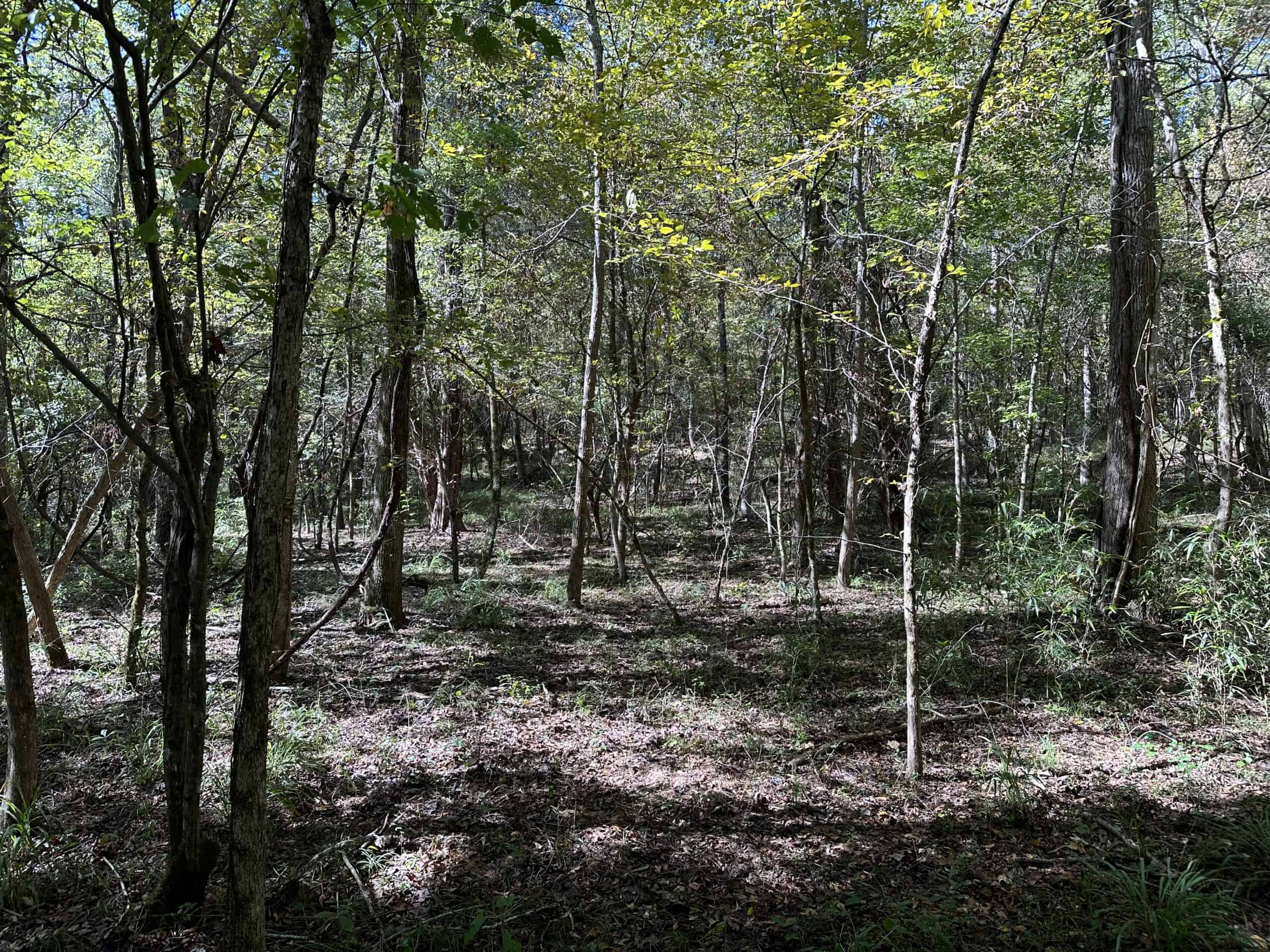 East Texas Recreational/Hunting/Timber Land For Sale