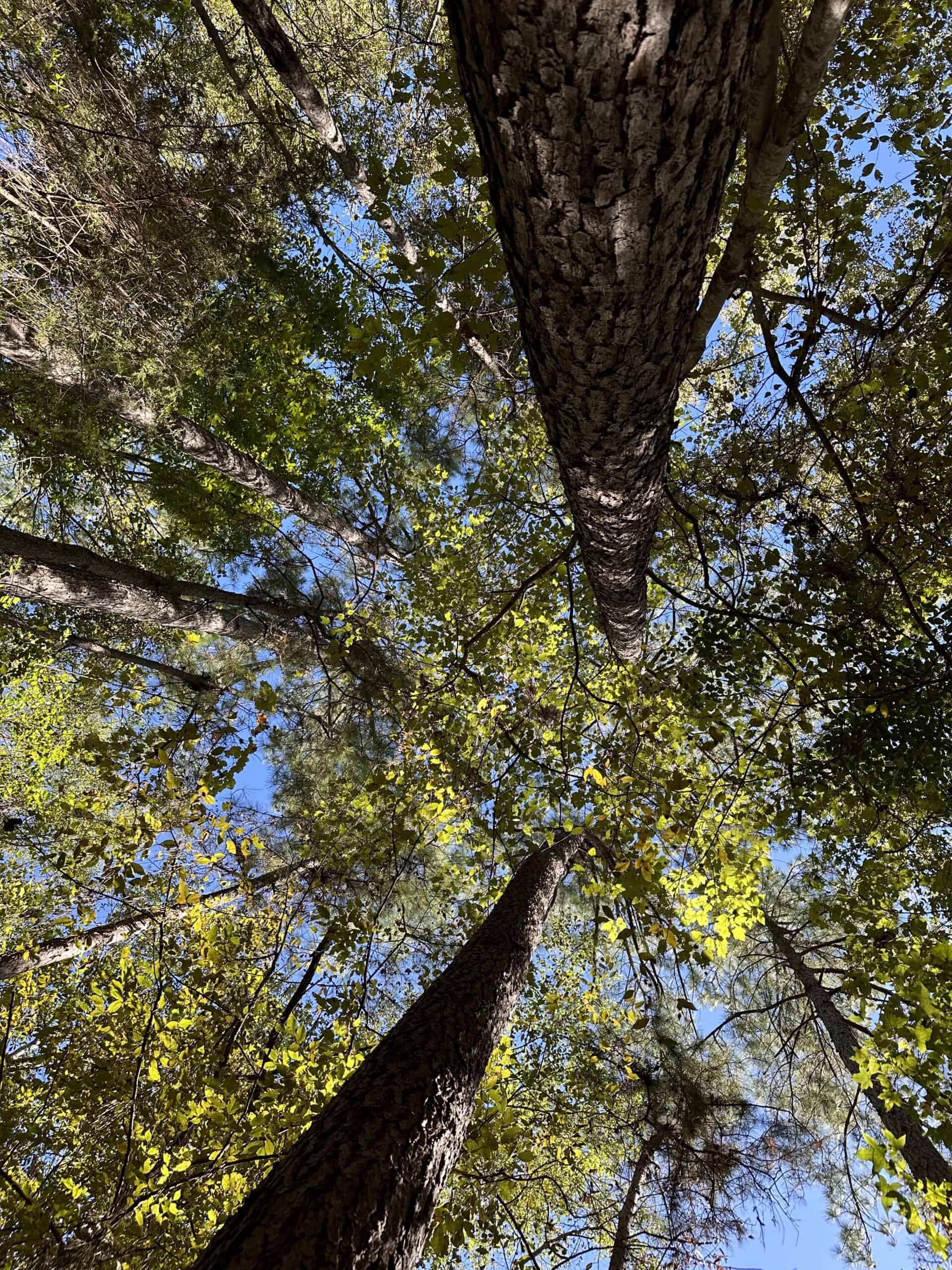 East Texas Recreational/Hunting/Timber Land For Sale