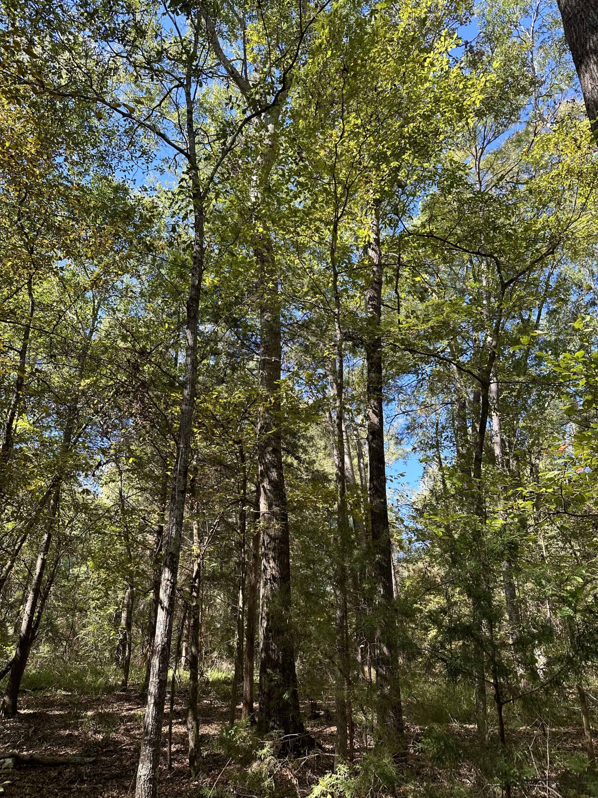 East Texas Recreational/Hunting/Timber Land For Sale