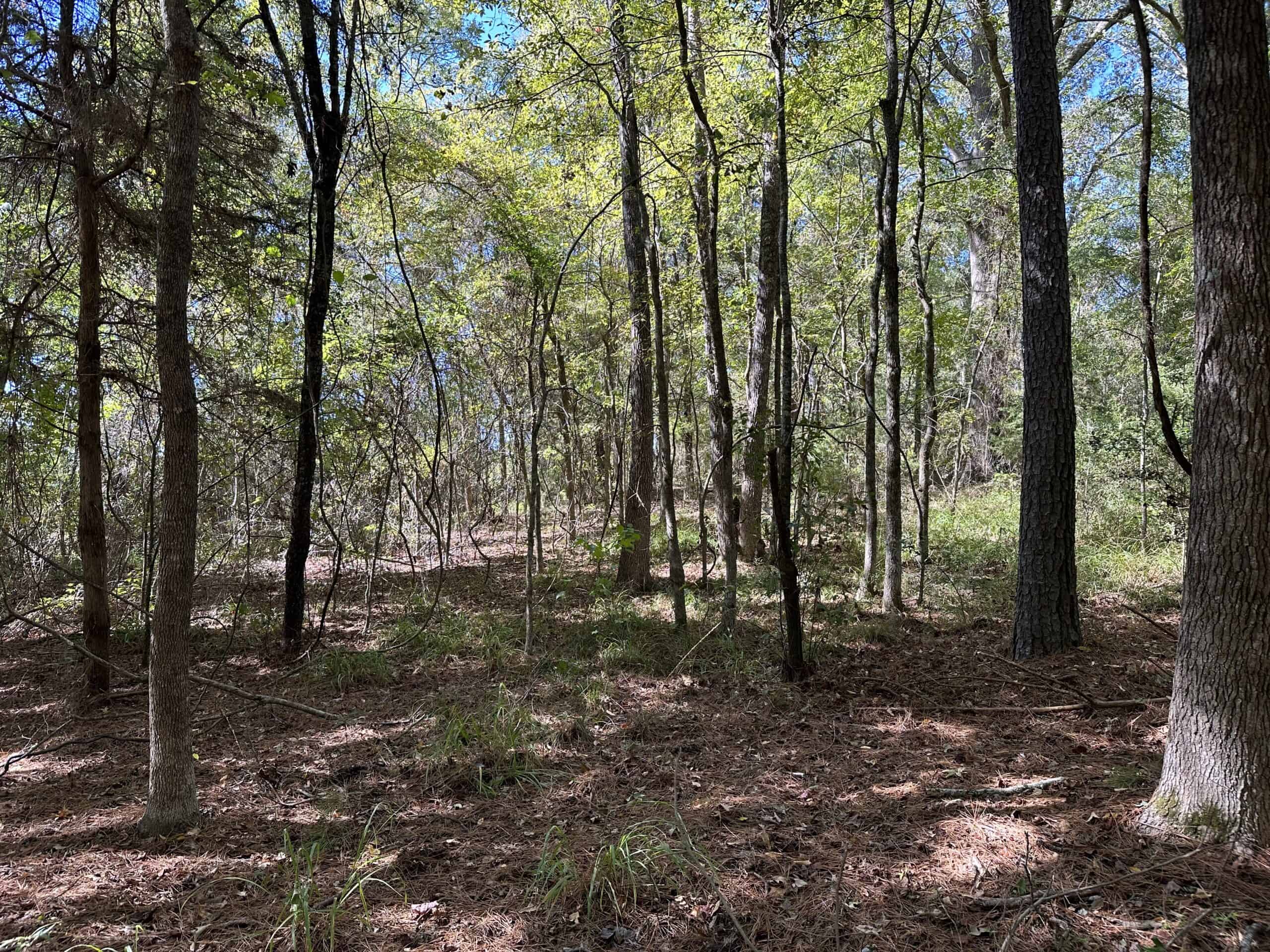 East Texas Recreational/Hunting/Timber Land For Sale