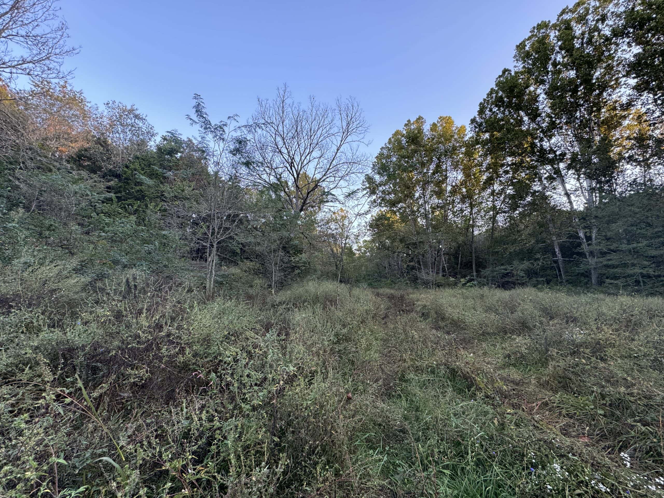 Cattle Farm with Hunting Opportunities in Dixon, MO