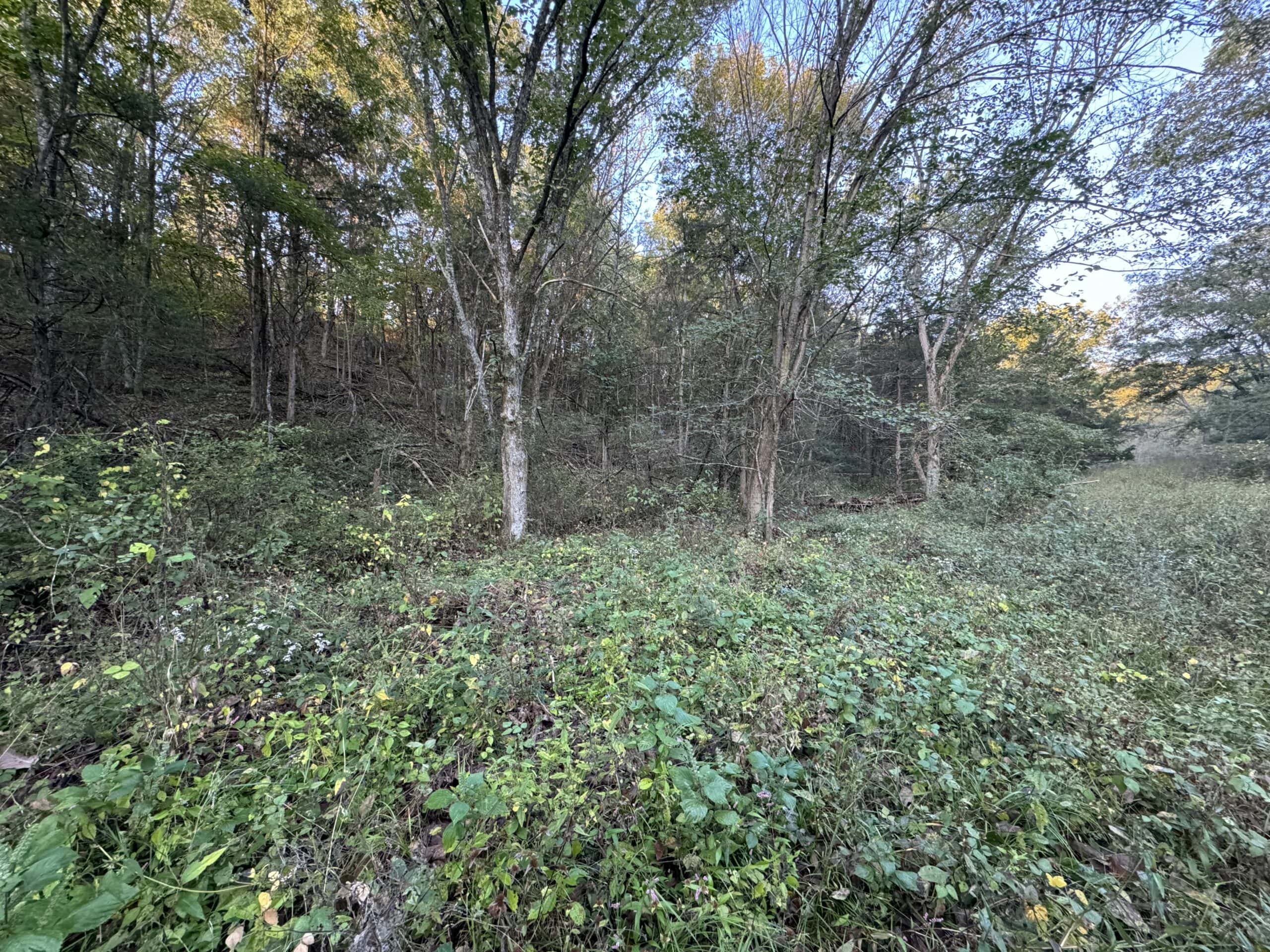 Cattle Farm with Hunting Opportunities in Dixon, MO