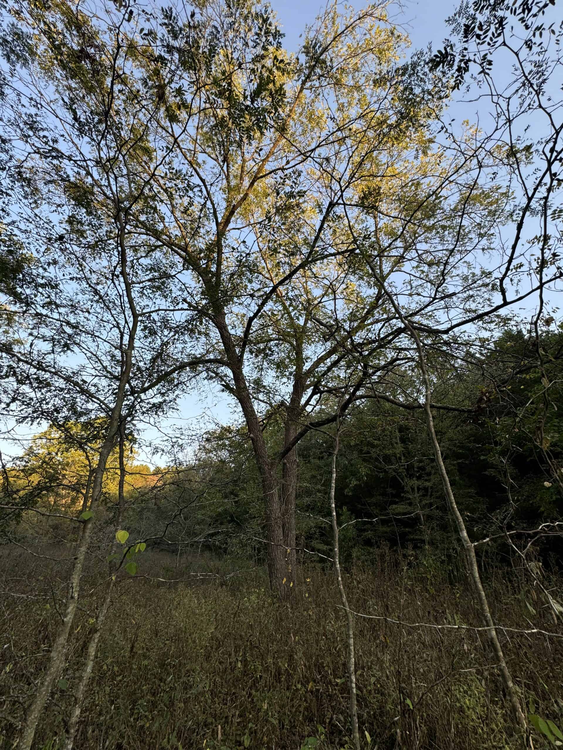 Cattle Farm with Hunting Opportunities in Dixon, MO