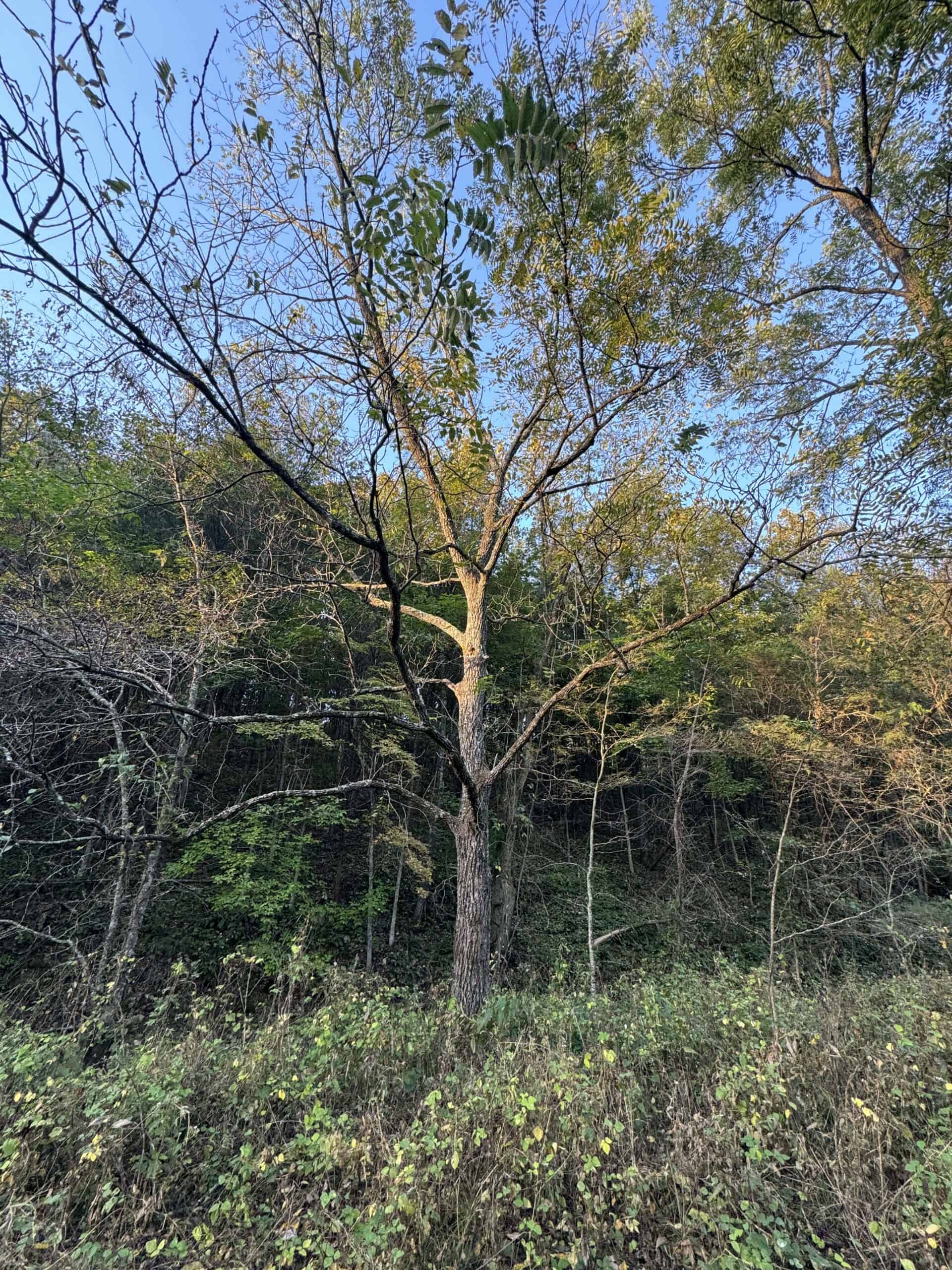 Cattle Farm with Hunting Opportunities in Dixon, MO