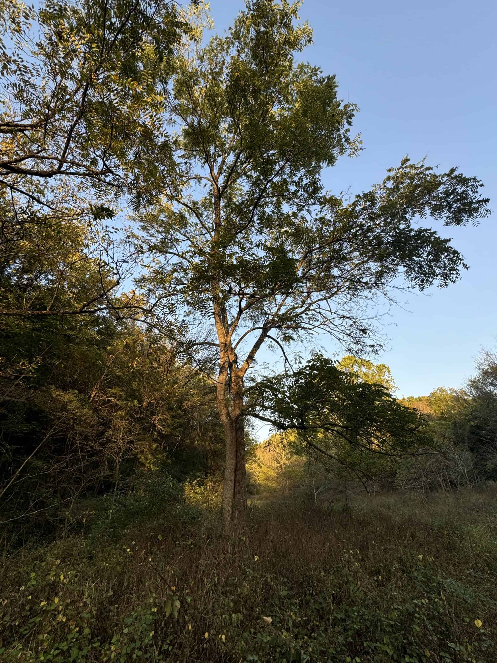Cattle Farm with Hunting Opportunities in Dixon, MO