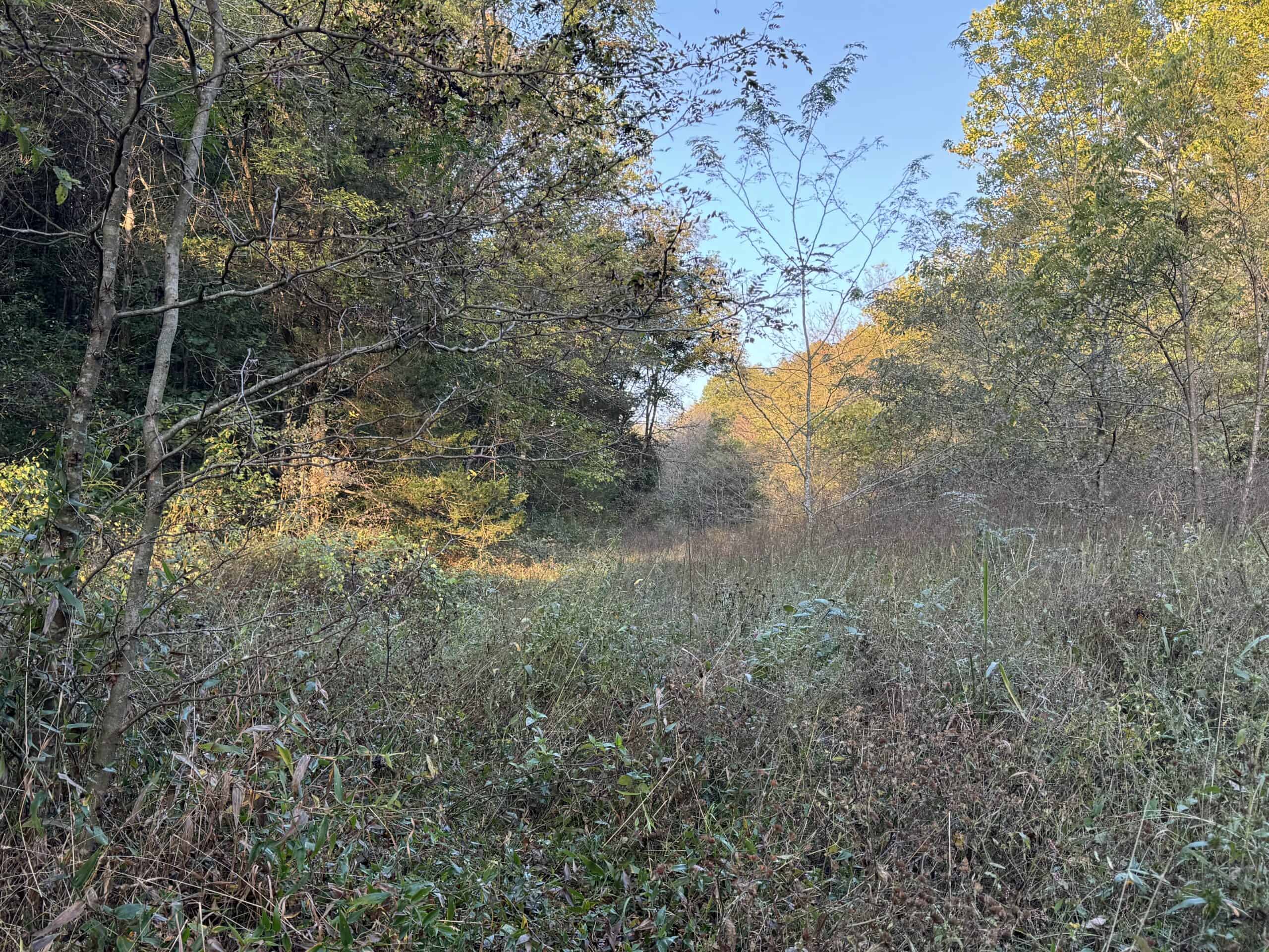 Cattle Farm with Hunting Opportunities in Dixon, MO