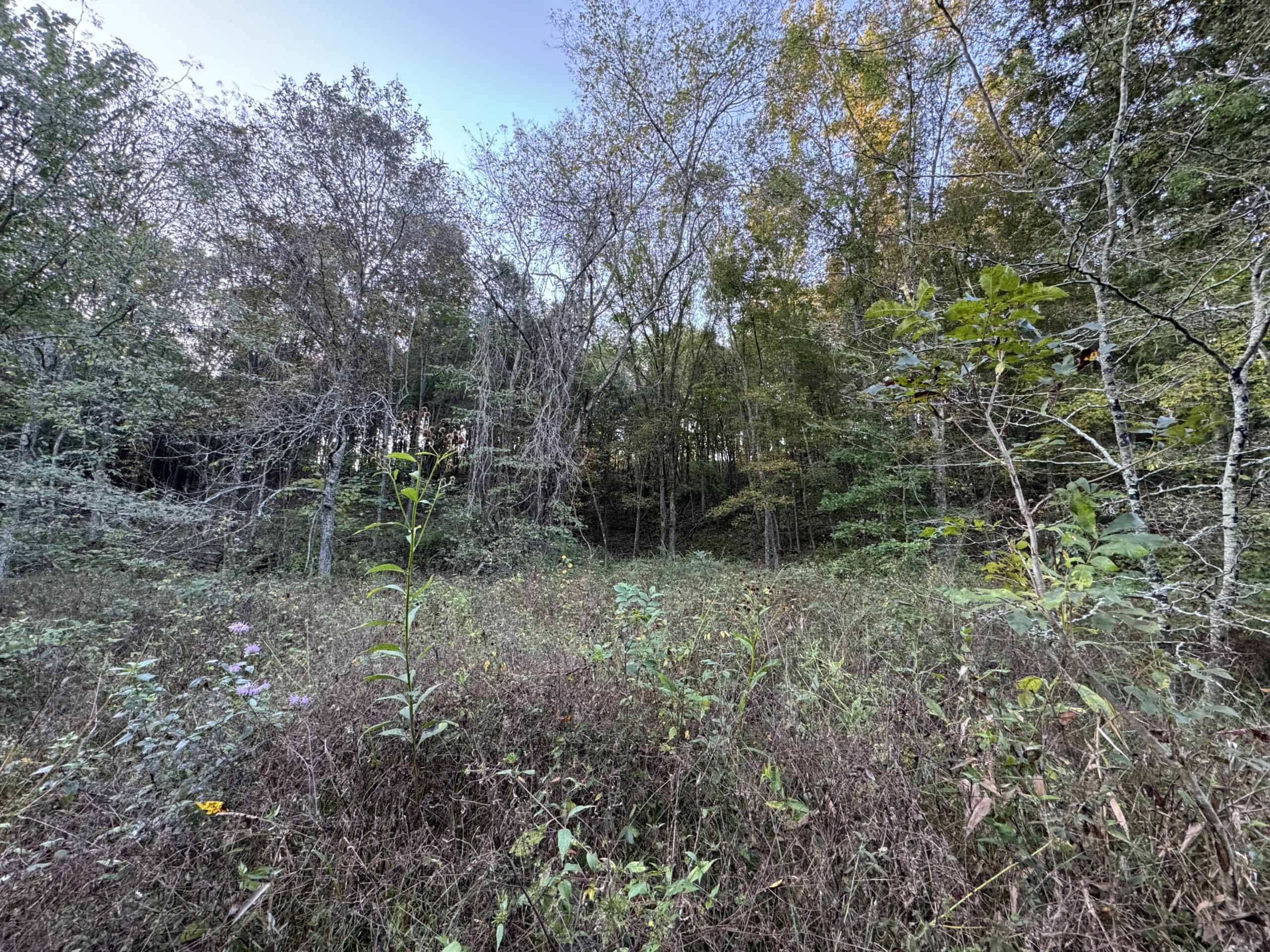 Cattle Farm with Hunting Opportunities in Dixon, MO