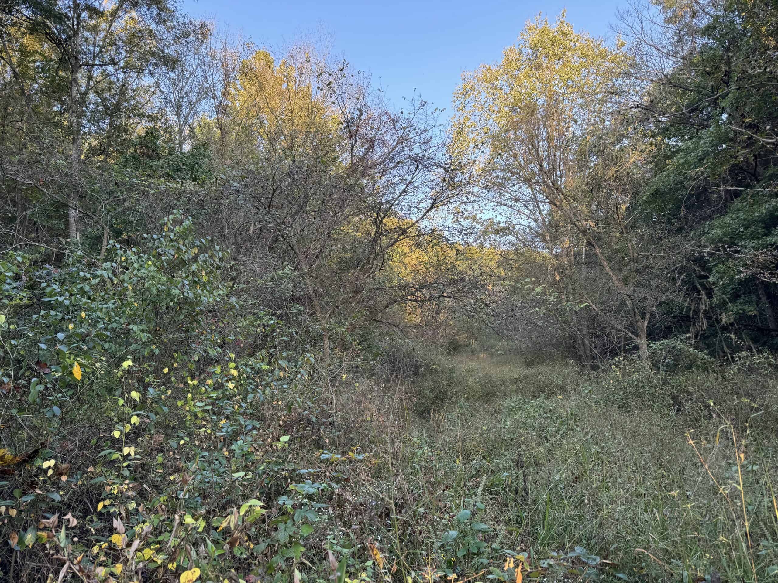 Cattle Farm with Hunting Opportunities in Dixon, MO