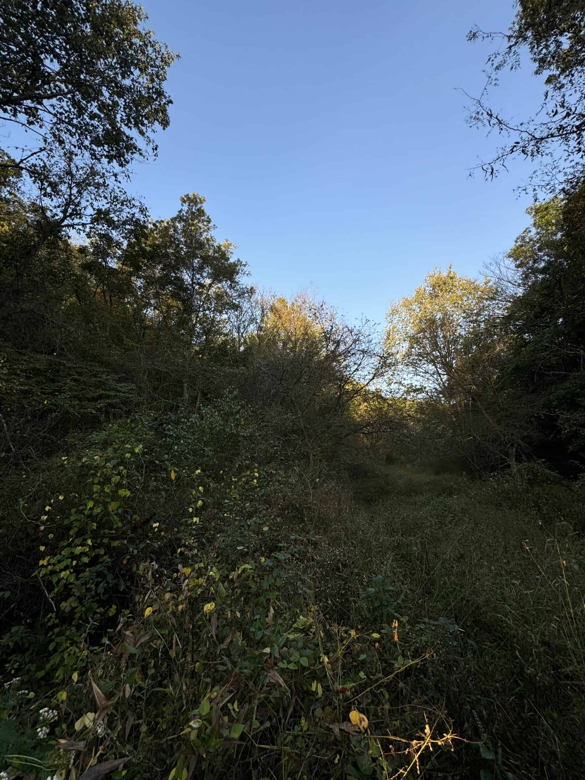 Cattle Farm with Hunting Opportunities in Dixon, MO