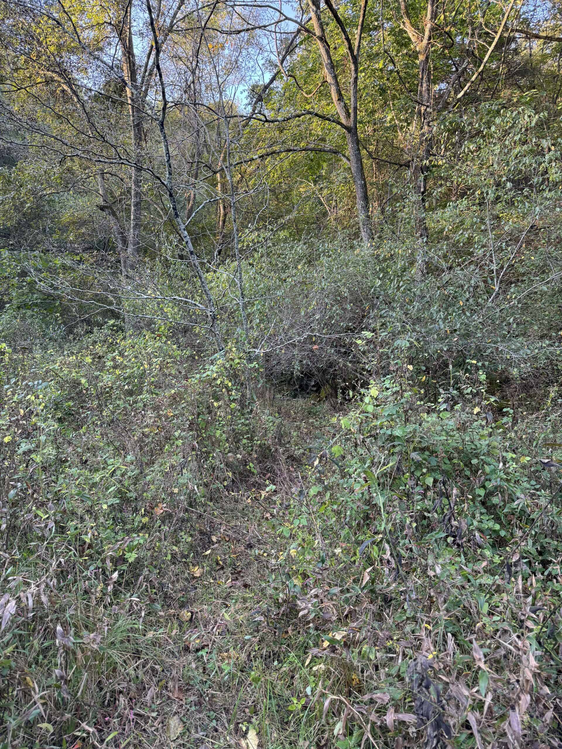 Cattle Farm with Hunting Opportunities in Dixon, MO