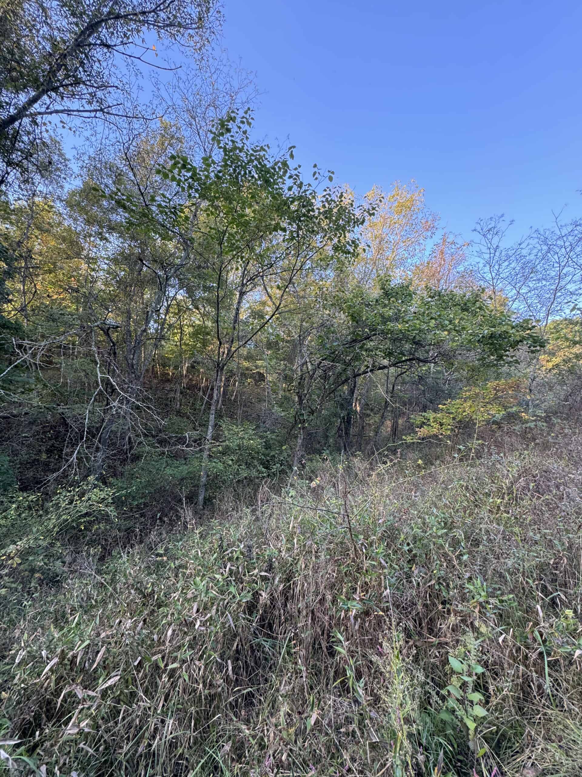 Cattle Farm with Hunting Opportunities in Dixon, MO