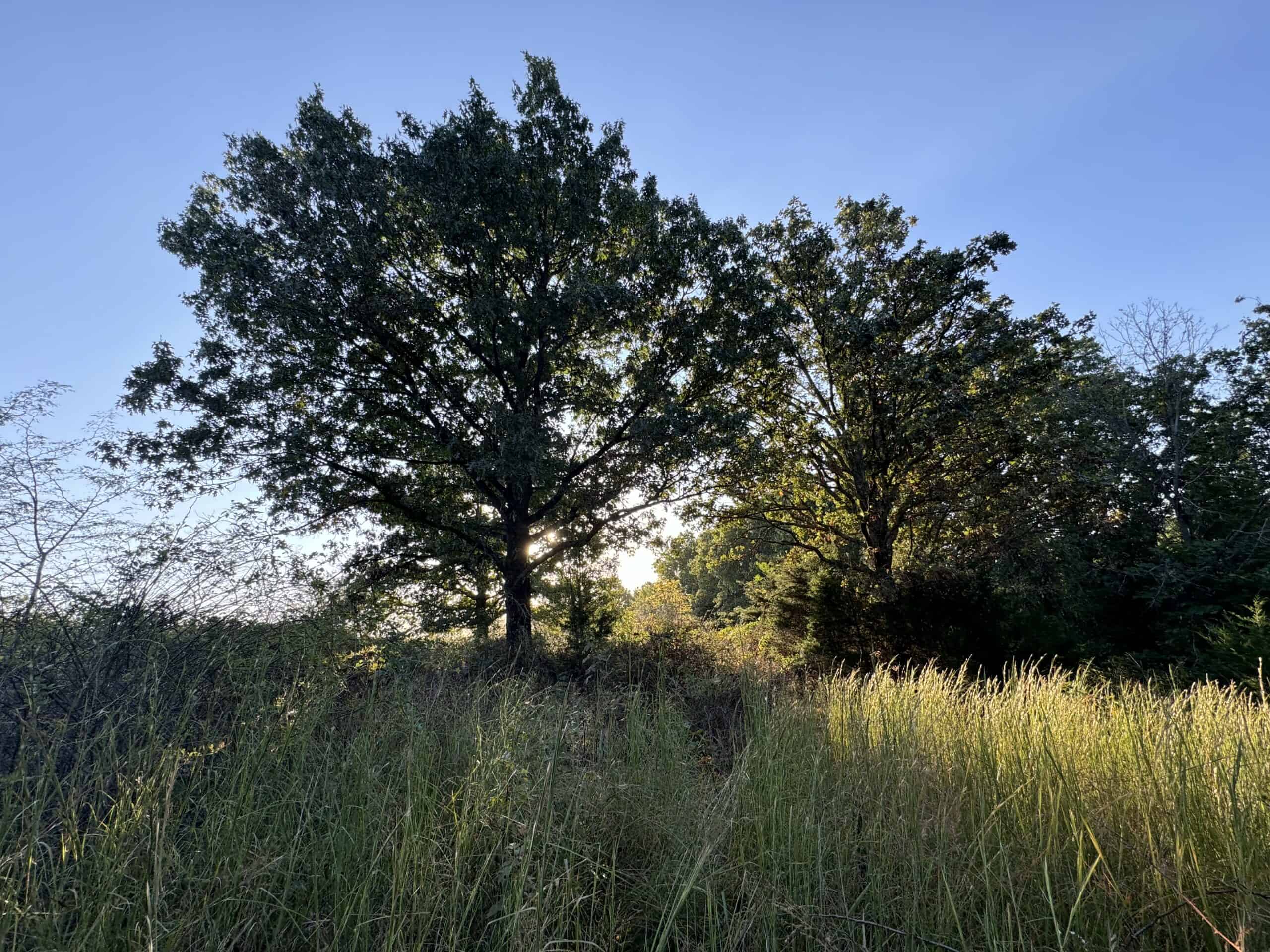 Cattle Farm with Hunting Opportunities in Dixon, MO