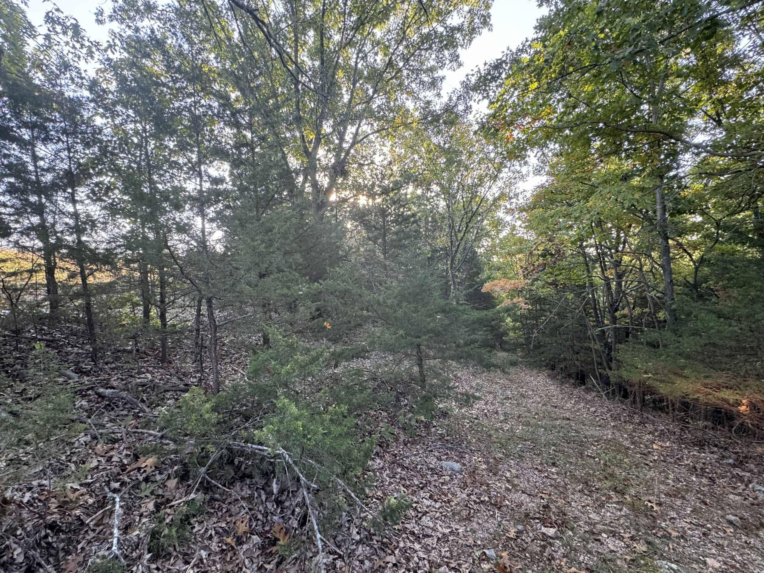 Cattle Farm with Hunting Opportunities in Dixon, MO