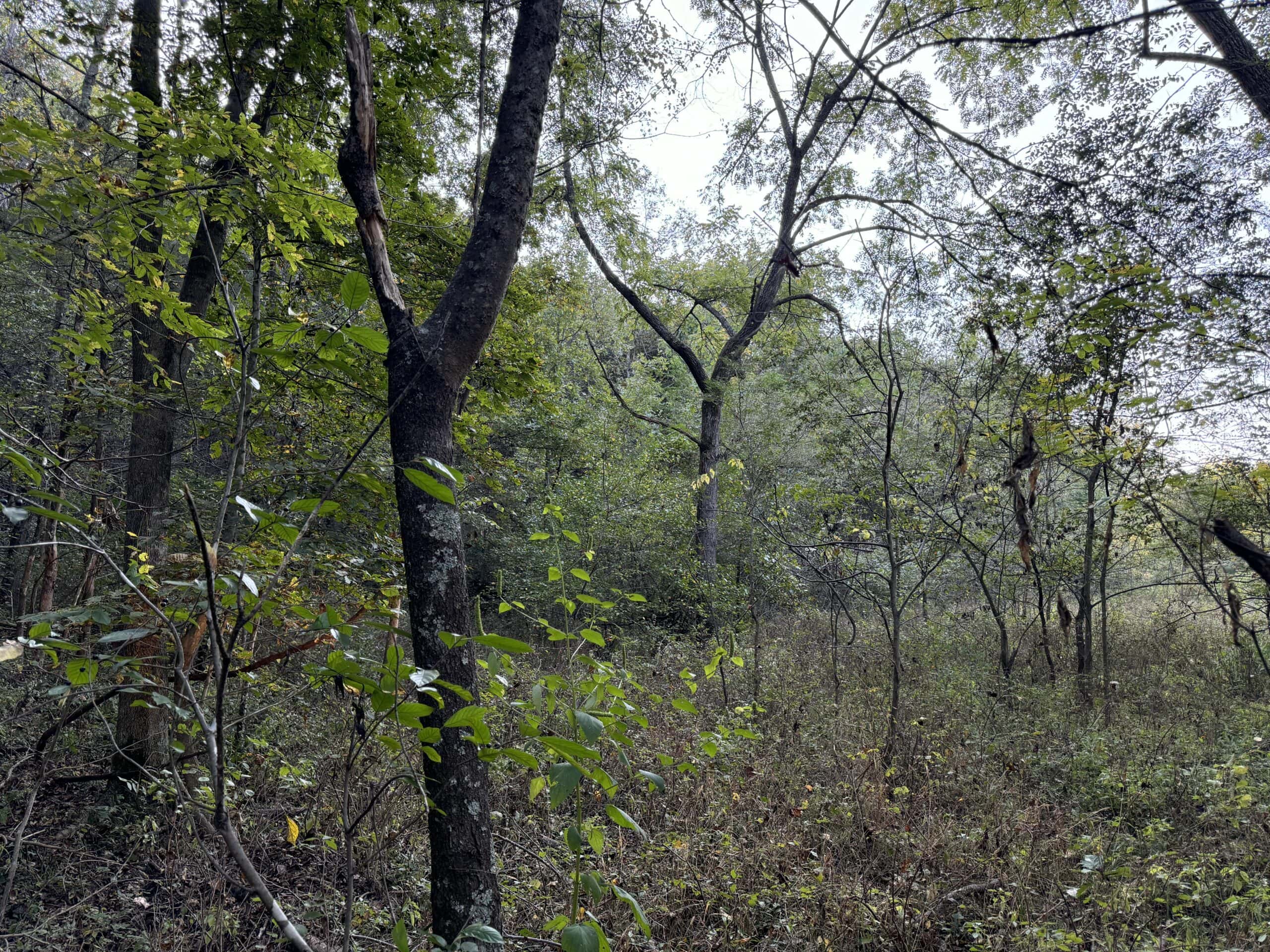 Cattle Farm with Hunting Opportunities in Dixon, MO
