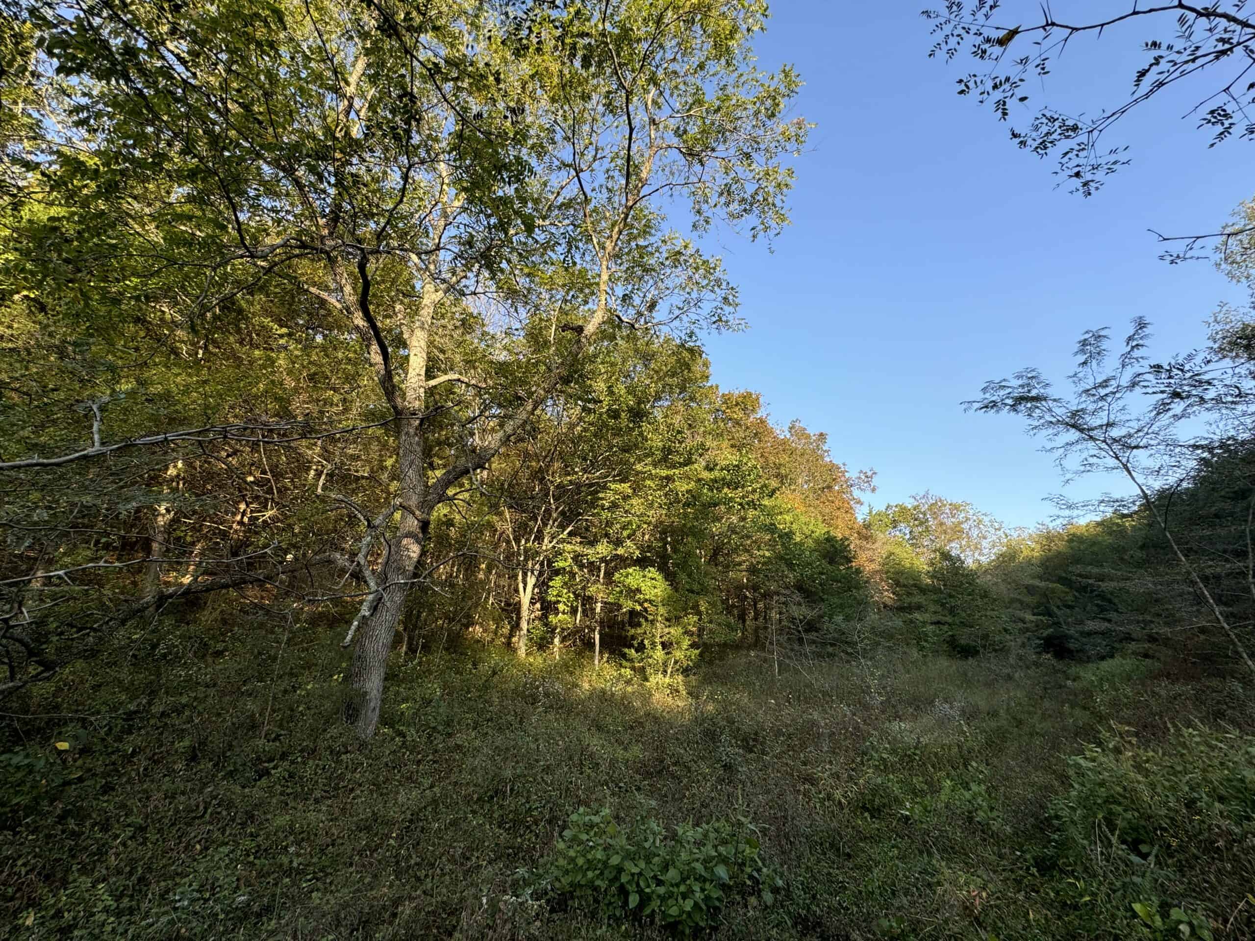 Cattle Farm with Hunting Opportunities in Dixon, MO