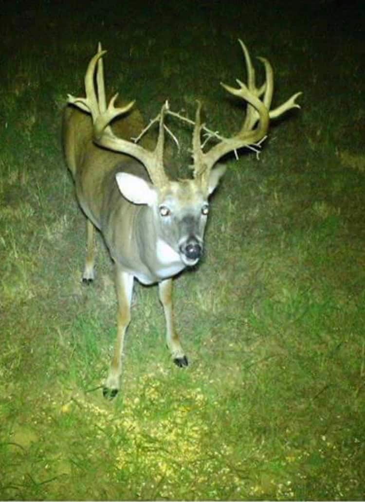 One of a kind Hunting Ranch Sequoyah County Oklahoma