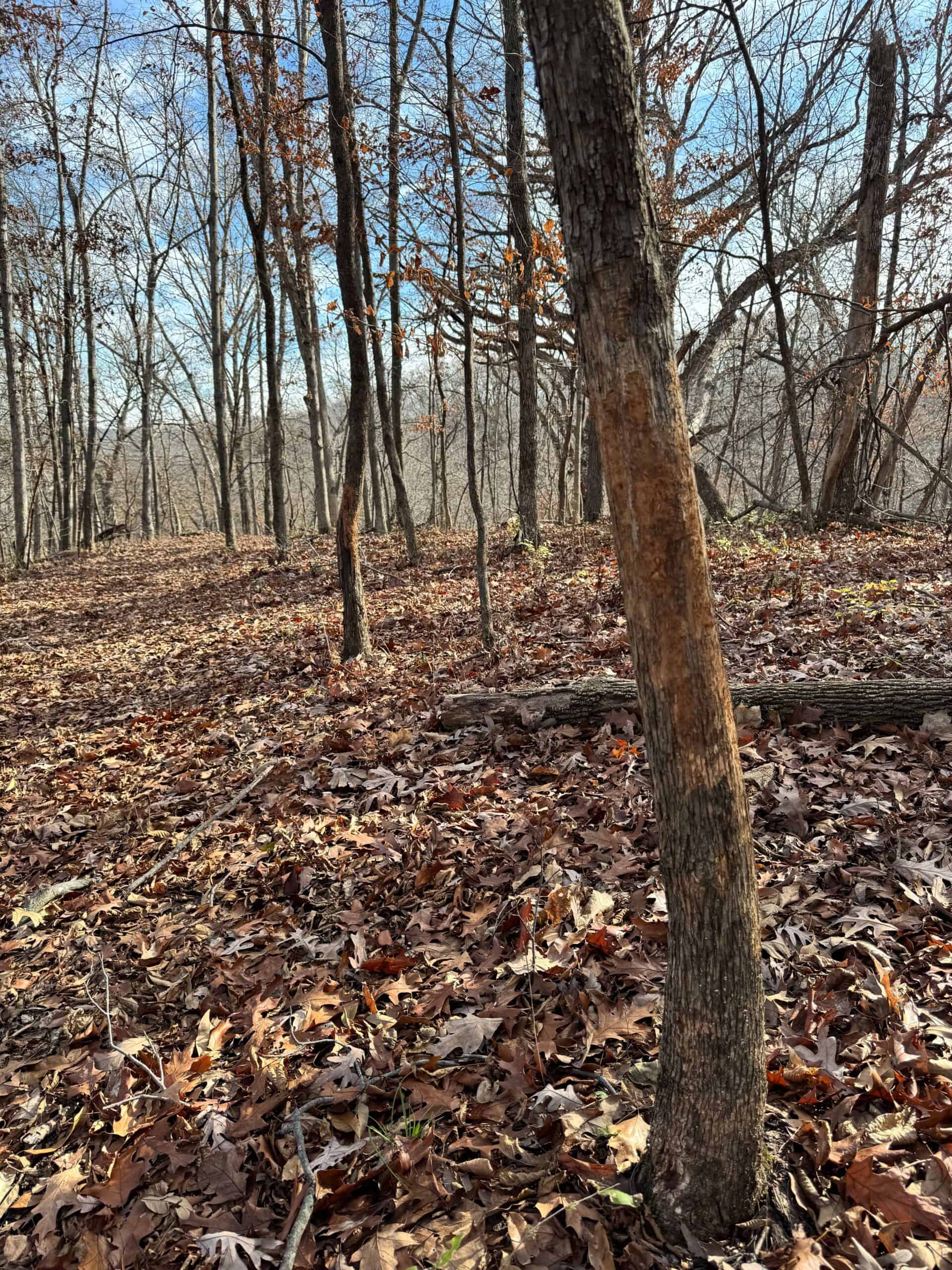 40 acres Bentonsport, IA FOR SALE!