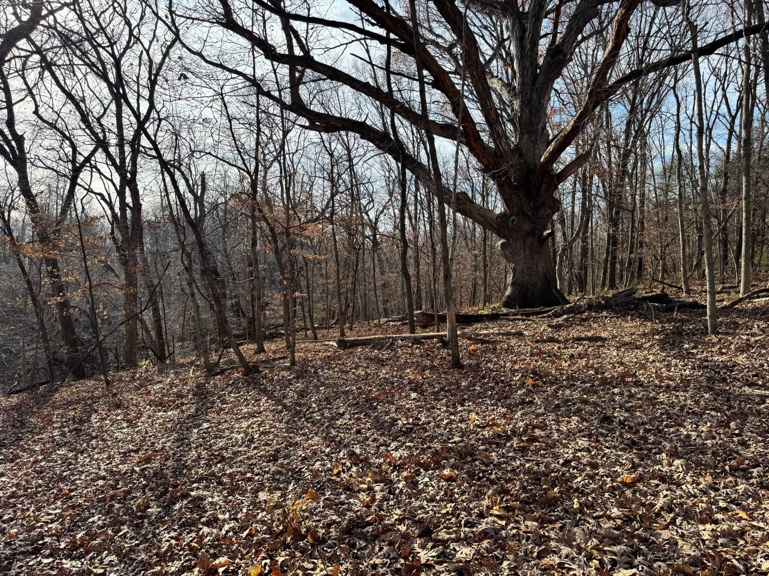 40 acres Bentonsport, IA FOR SALE!
