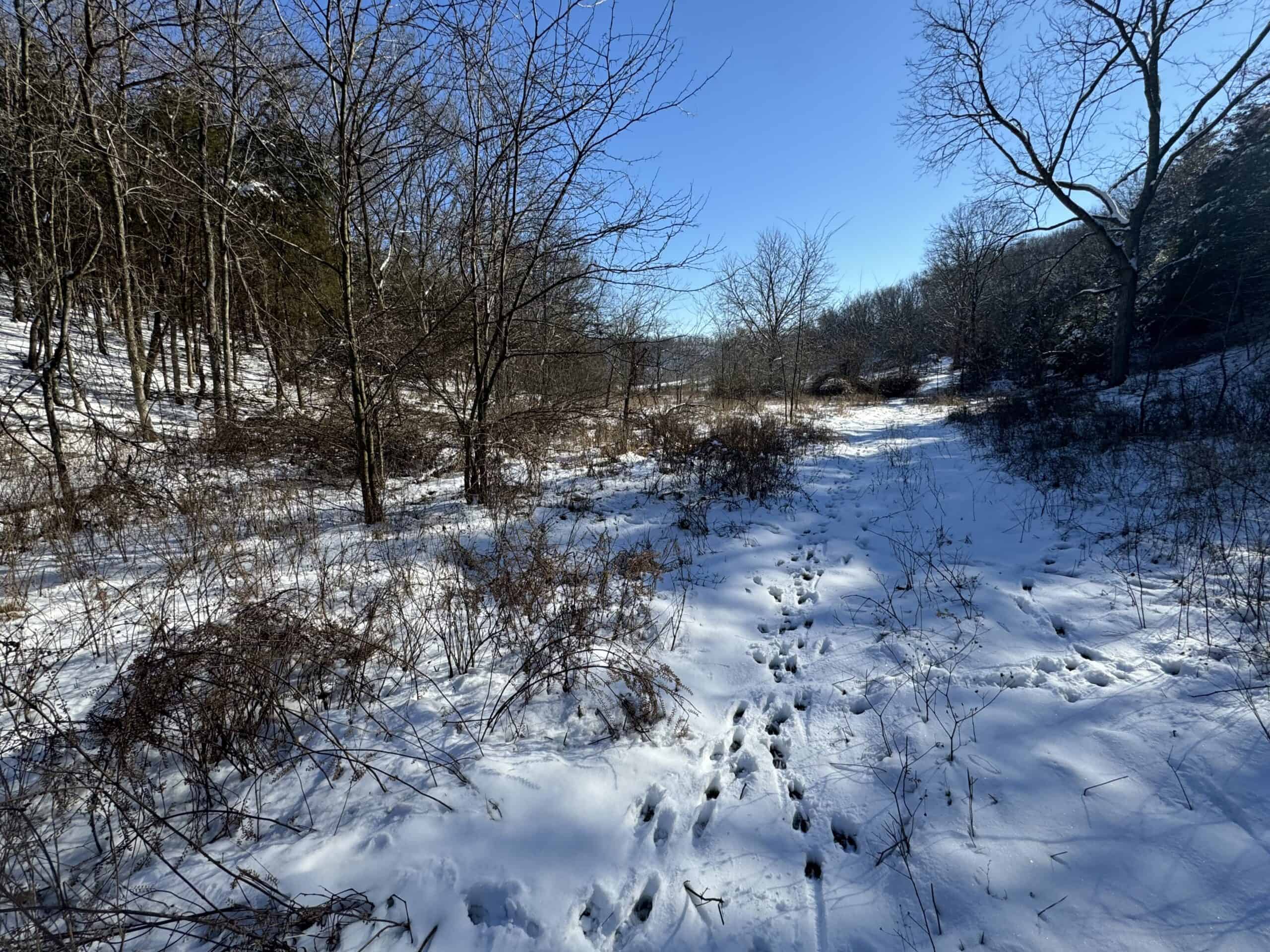 Cattle Farm with Hunting Opportunities in Dixon, MO