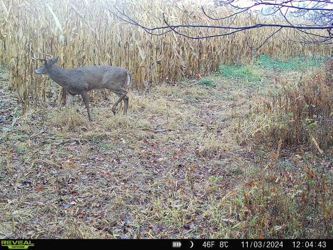 52+/- Acre Property Located on Lucky Lane in Crawford County, WI