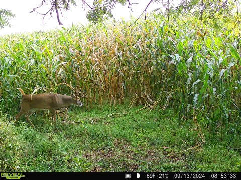 52+/- Acre Property Located on Lucky Lane in Crawford County, WI