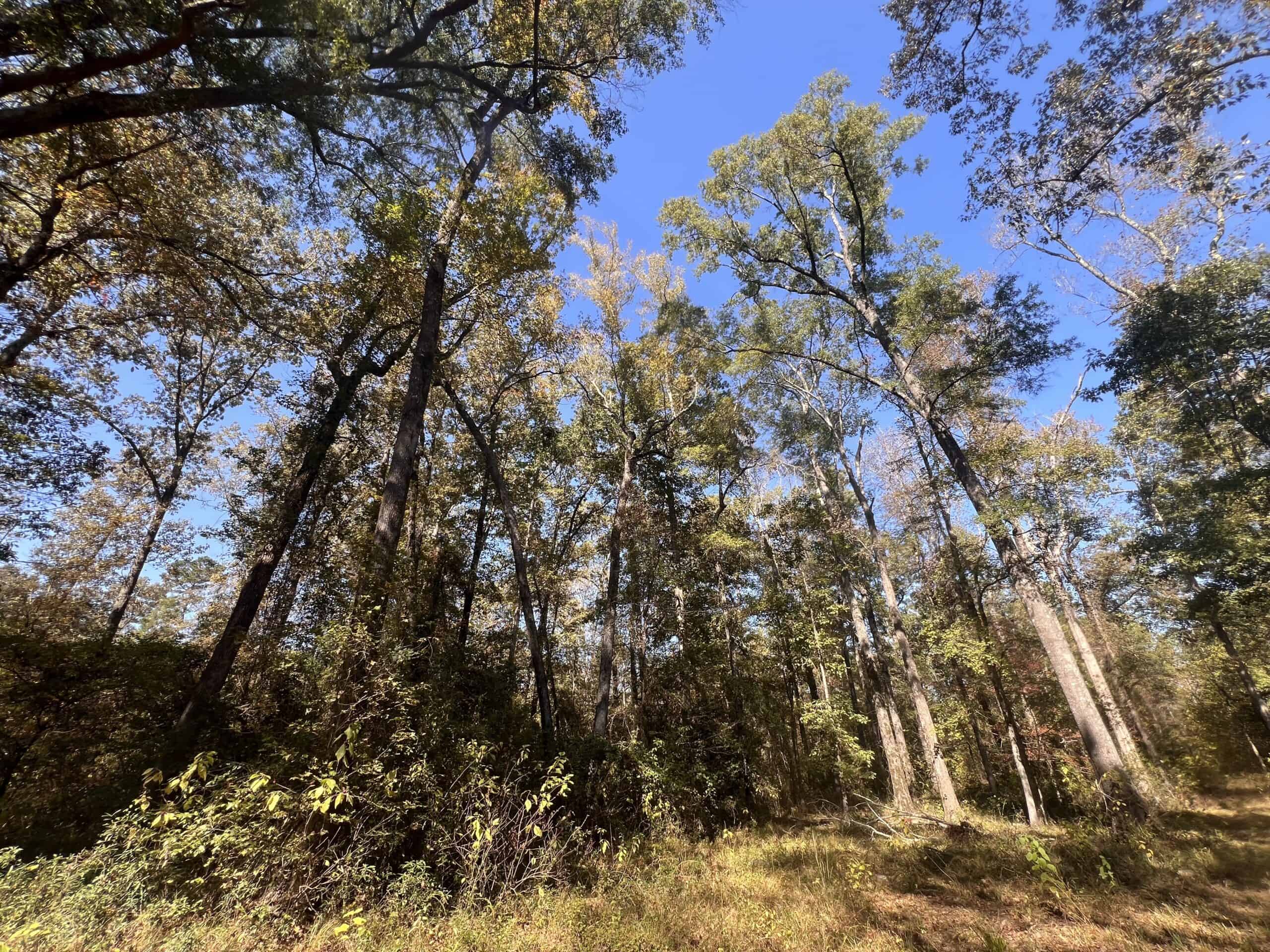 Texas Ranch For Sale With Private Lake In Cass County