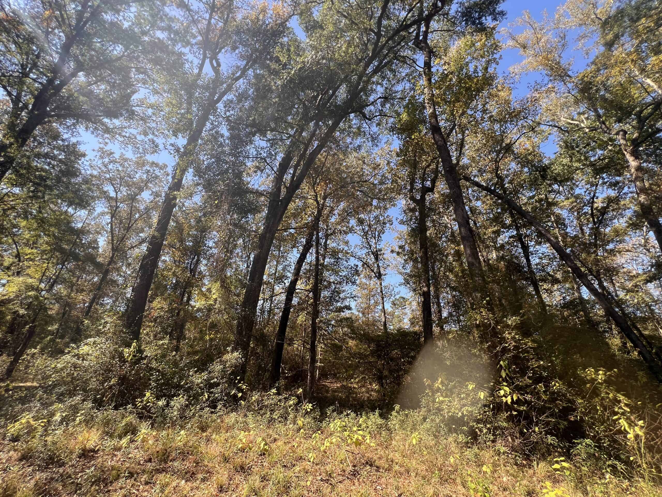 Texas Ranch For Sale With Private Lake In Cass County
