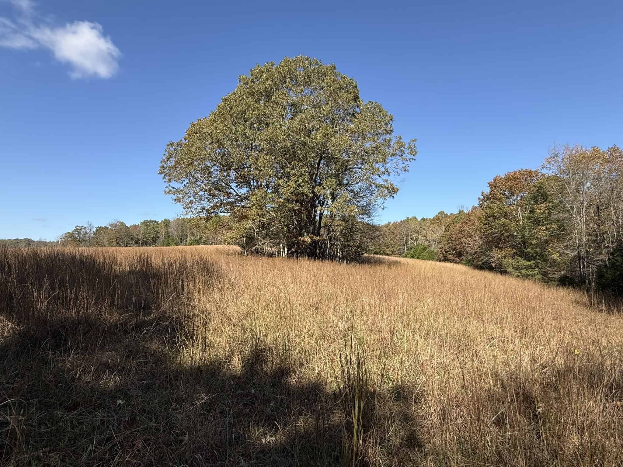HUNTING AND RECREATIONAL LAND FOR SALE IN ARKANSAS