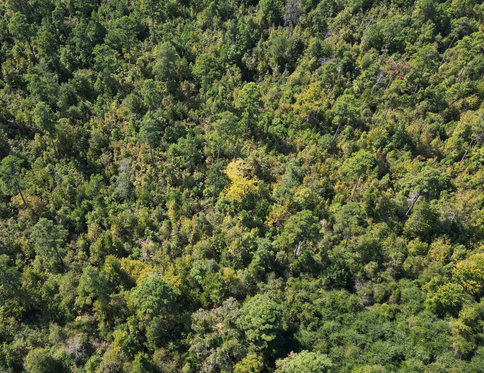 Land For Sale In Cass County Bivins, Texas