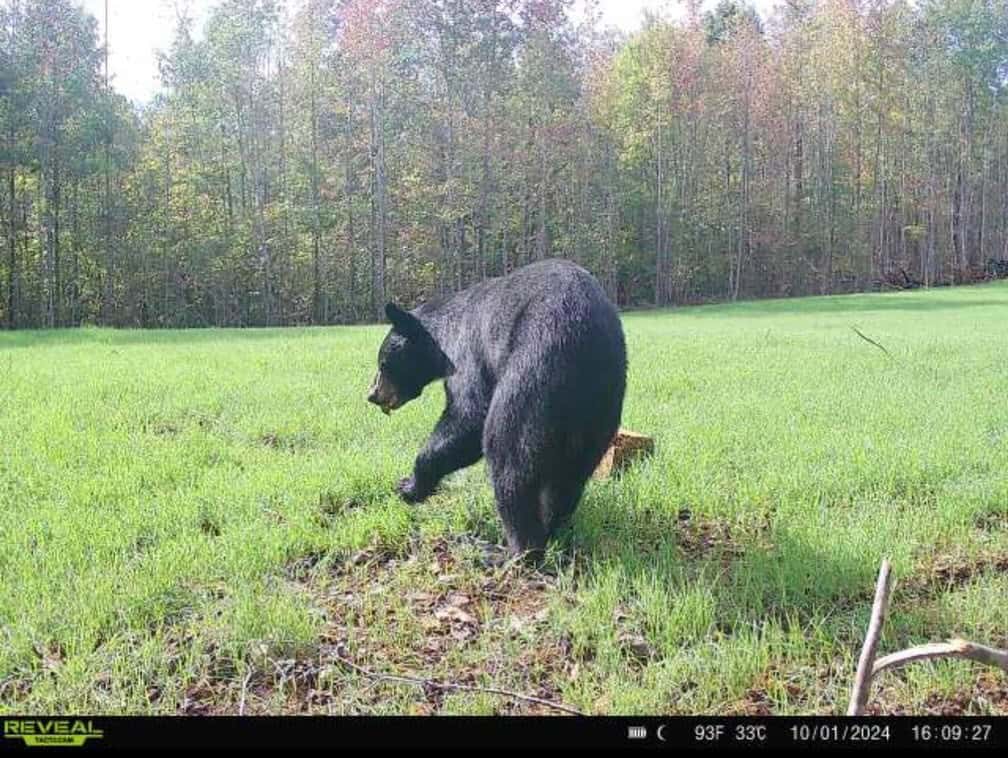 Hunting Land and Mountain Property For Sale in Salem, SC