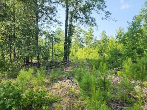Hunting Land For Sale Upstate South Carolina