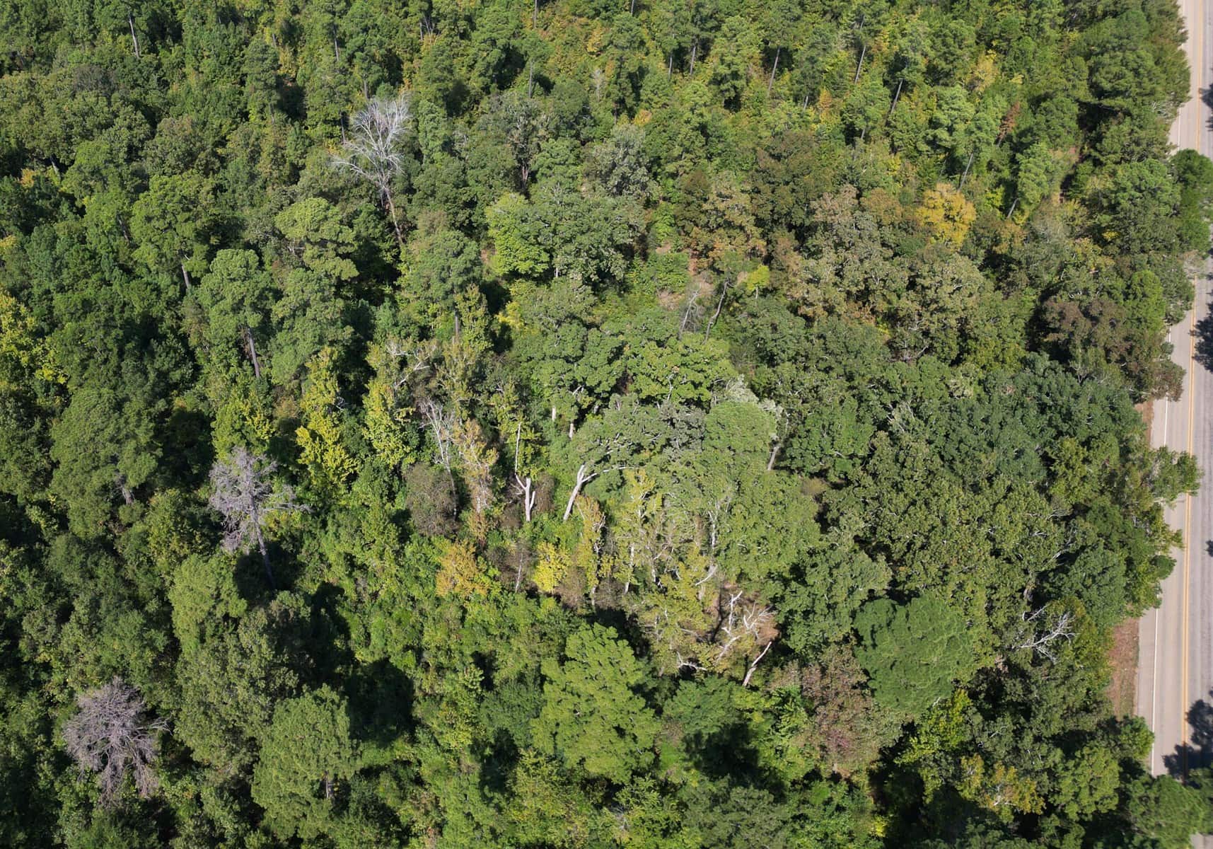 Prime Land For Sale In Cass County Bivins, Texas