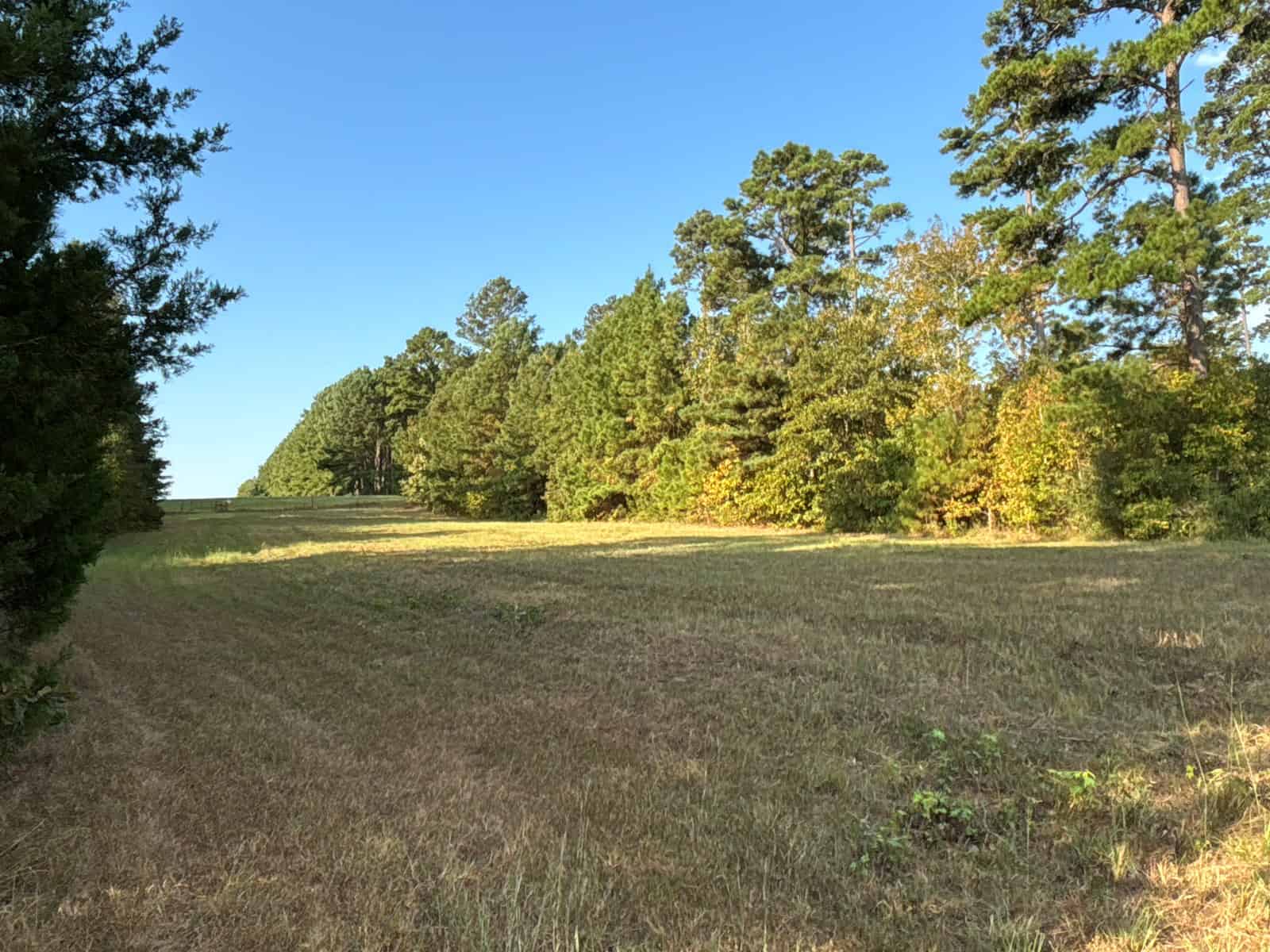 Land For Sale In Cass County Bivins, Texas