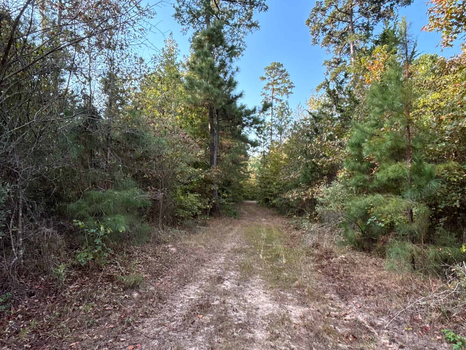 Land For Sale In Cass County Bivins, Texas
