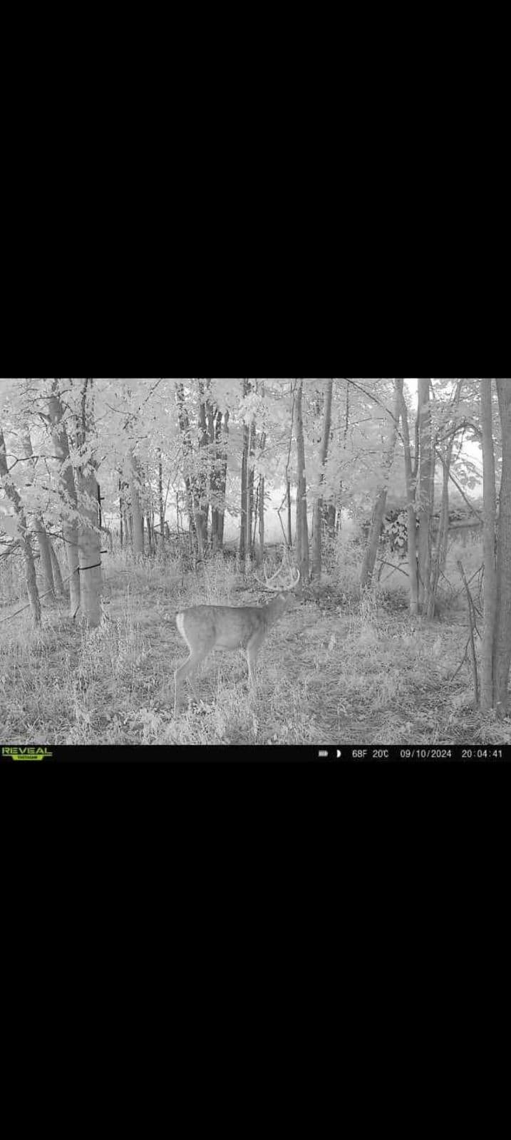 29 +/- Acres of Buildable Hunting Land Newaygo County MI