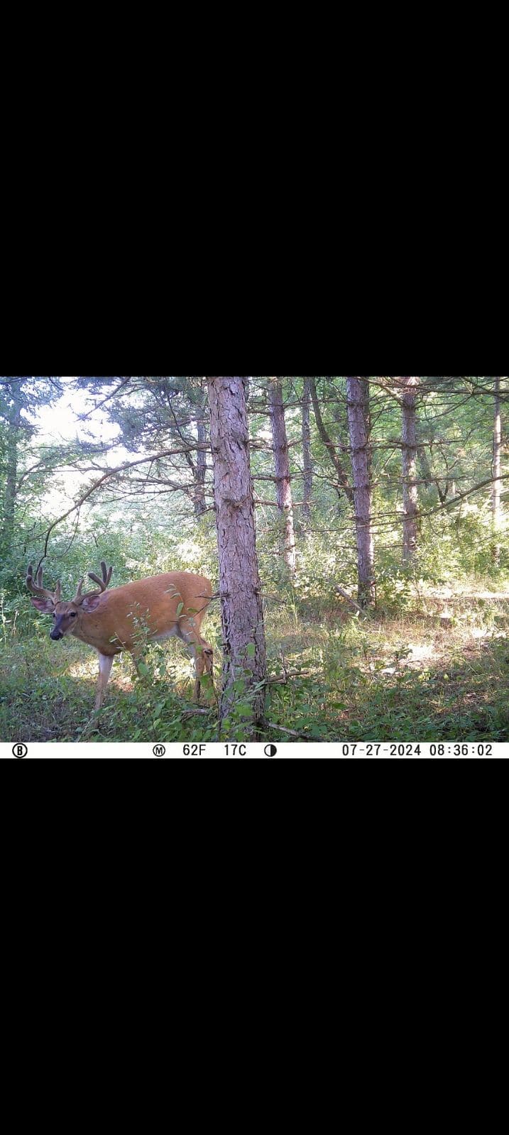 29 +/- Acres of Buildable Hunting Land Newaygo County MI