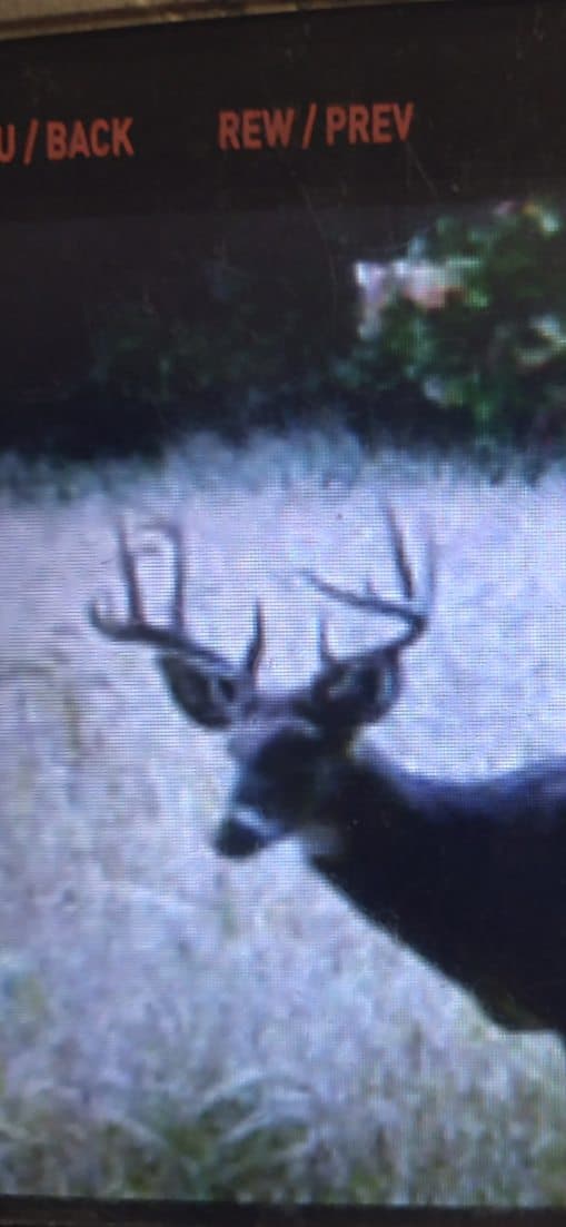 29 +/- Acres of Buildable Hunting Land Newaygo County MI